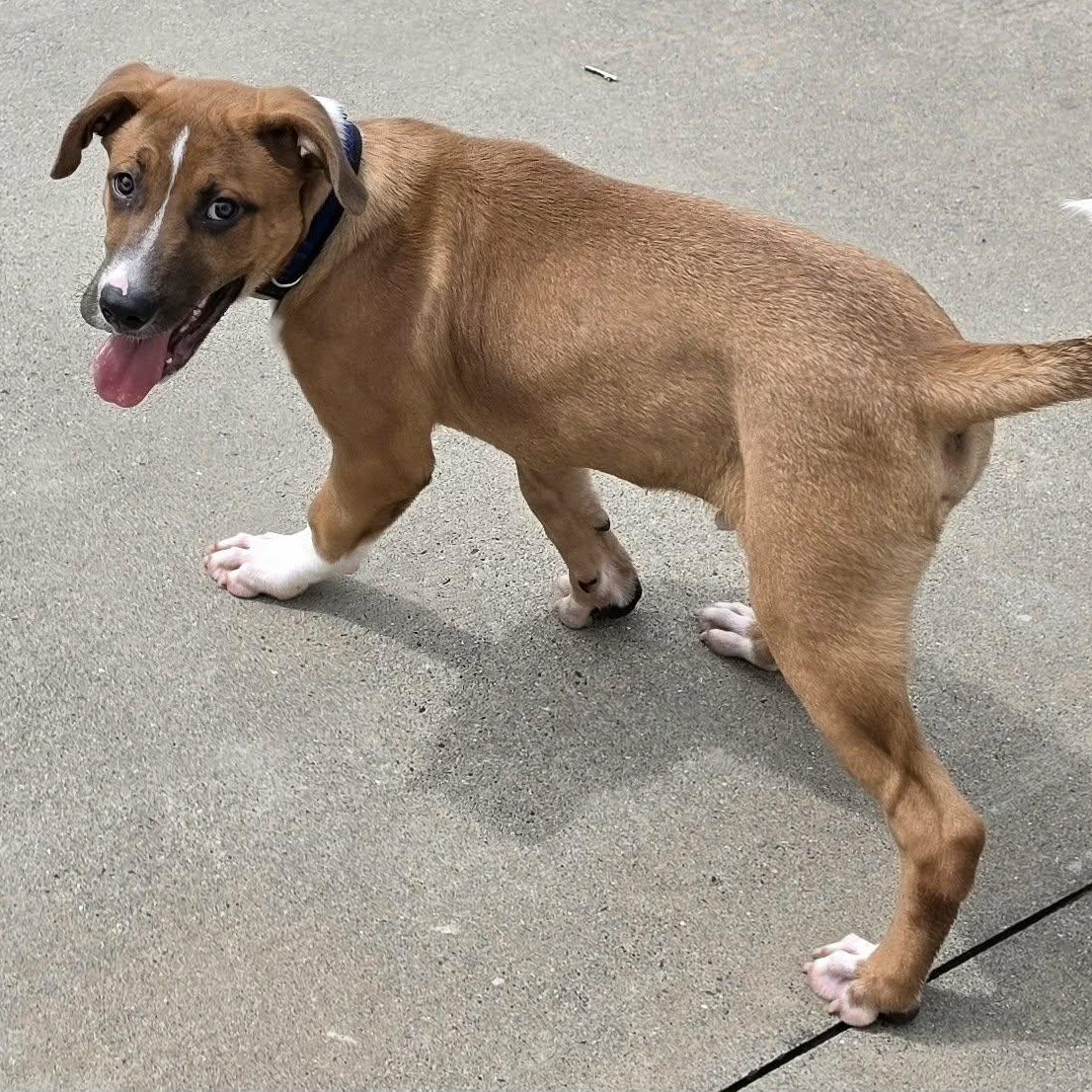 Enlarge Buster Brown, Puppy Boy, a Adopted mixed breed in Meriden, CT image 6/6