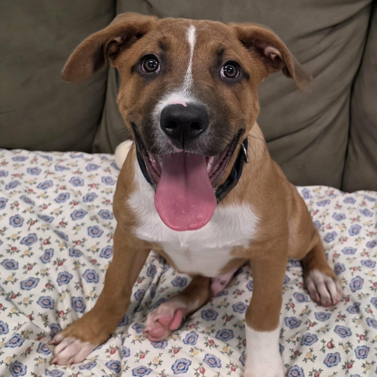 Buster Brown, Puppy Boy, Adopted, Puppy Male Mixed Breed & American Staffordshire Terrier.
