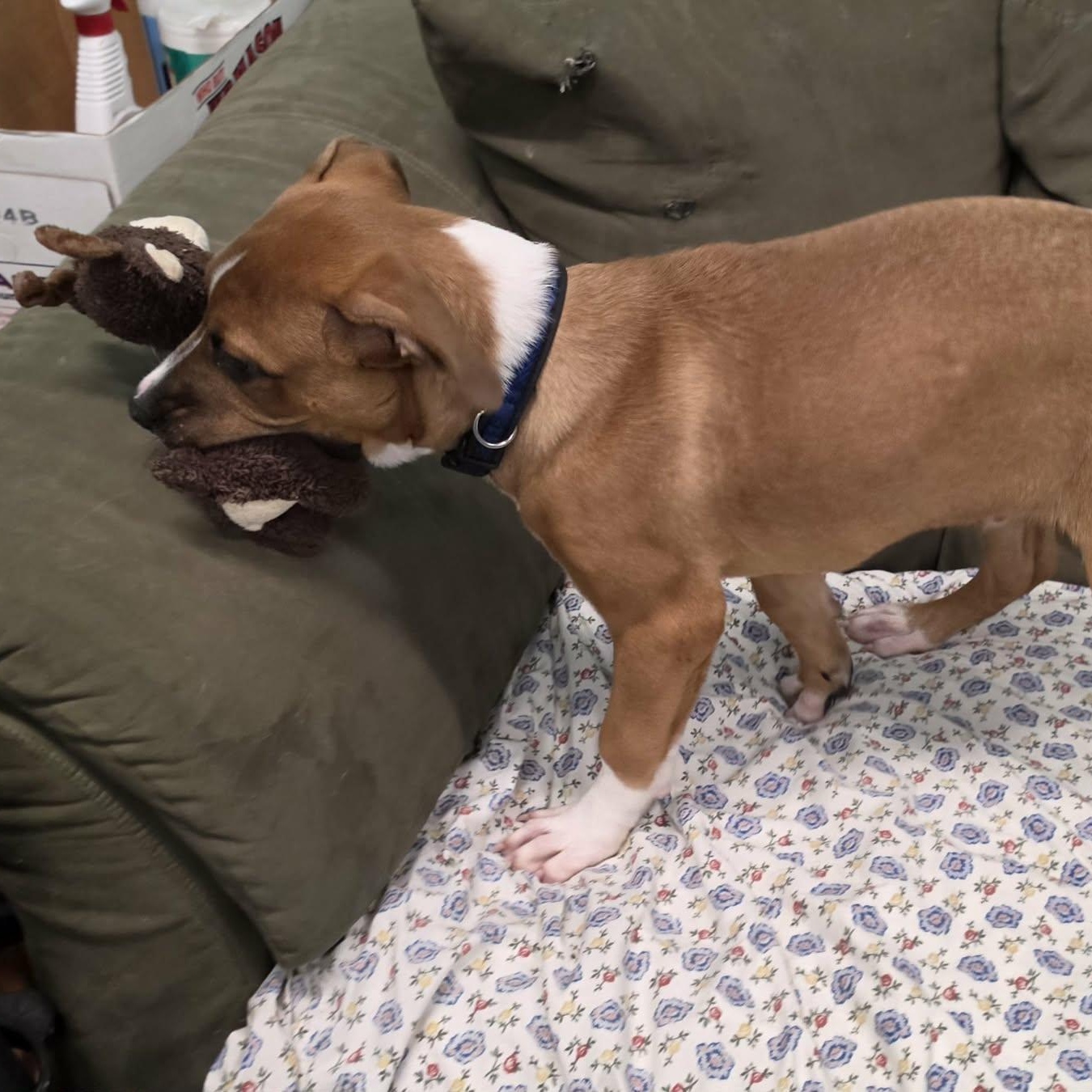 Enlarge Buster Brown, Puppy Boy, a Adopted mixed breed in Meriden, CT image 4/6