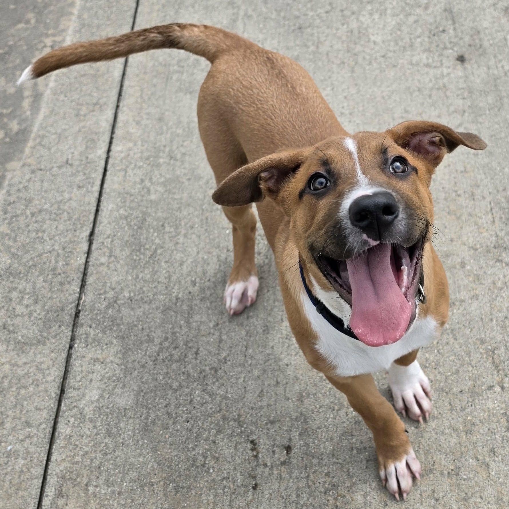 Enlarge Buster Brown, Puppy Boy, a Adopted mixed breed in Meriden, CT image 2/6
