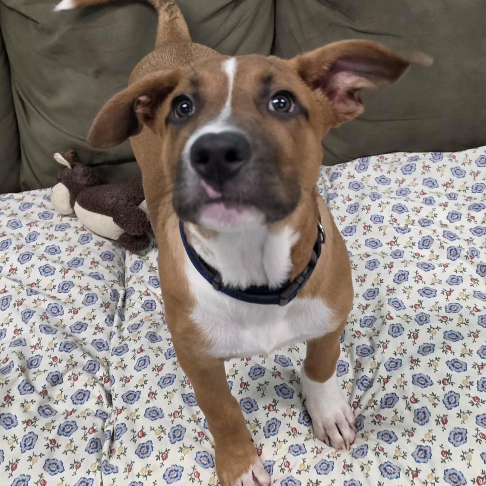 Enlarge Buster Brown, Puppy Boy, a Adopted mixed breed in Meriden, CT image 5/6