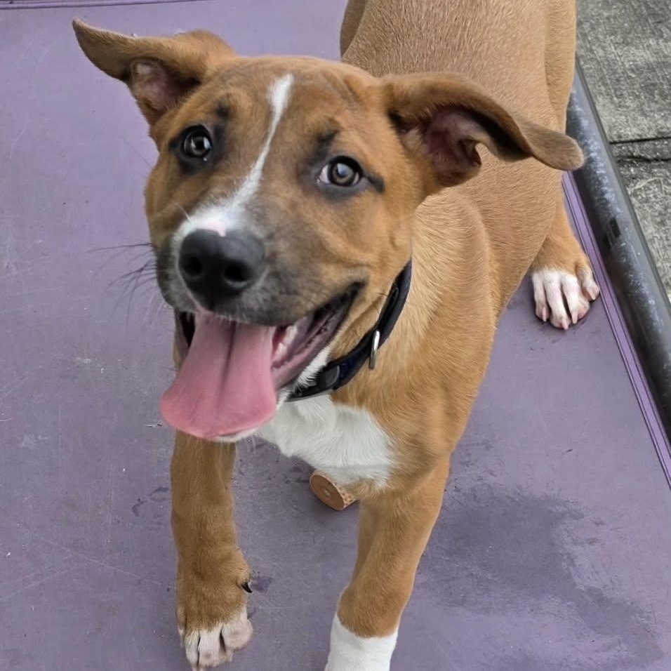 Enlarge Buster Brown, Puppy Boy, a Adopted mixed breed in Meriden, CT image 3/6