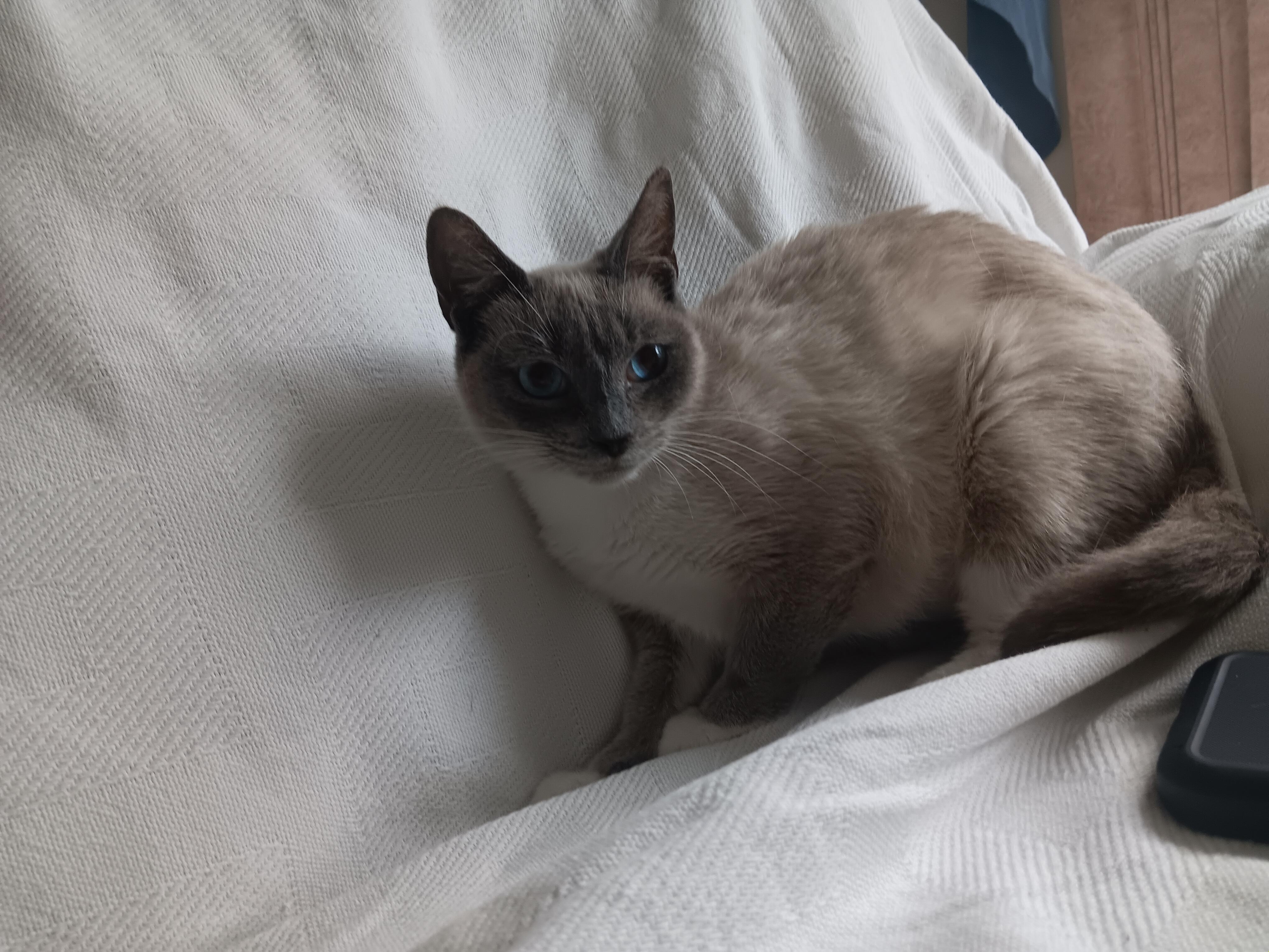 Enlarge Daisy, a Adoptable mixed breed in North East, MD image 4/5