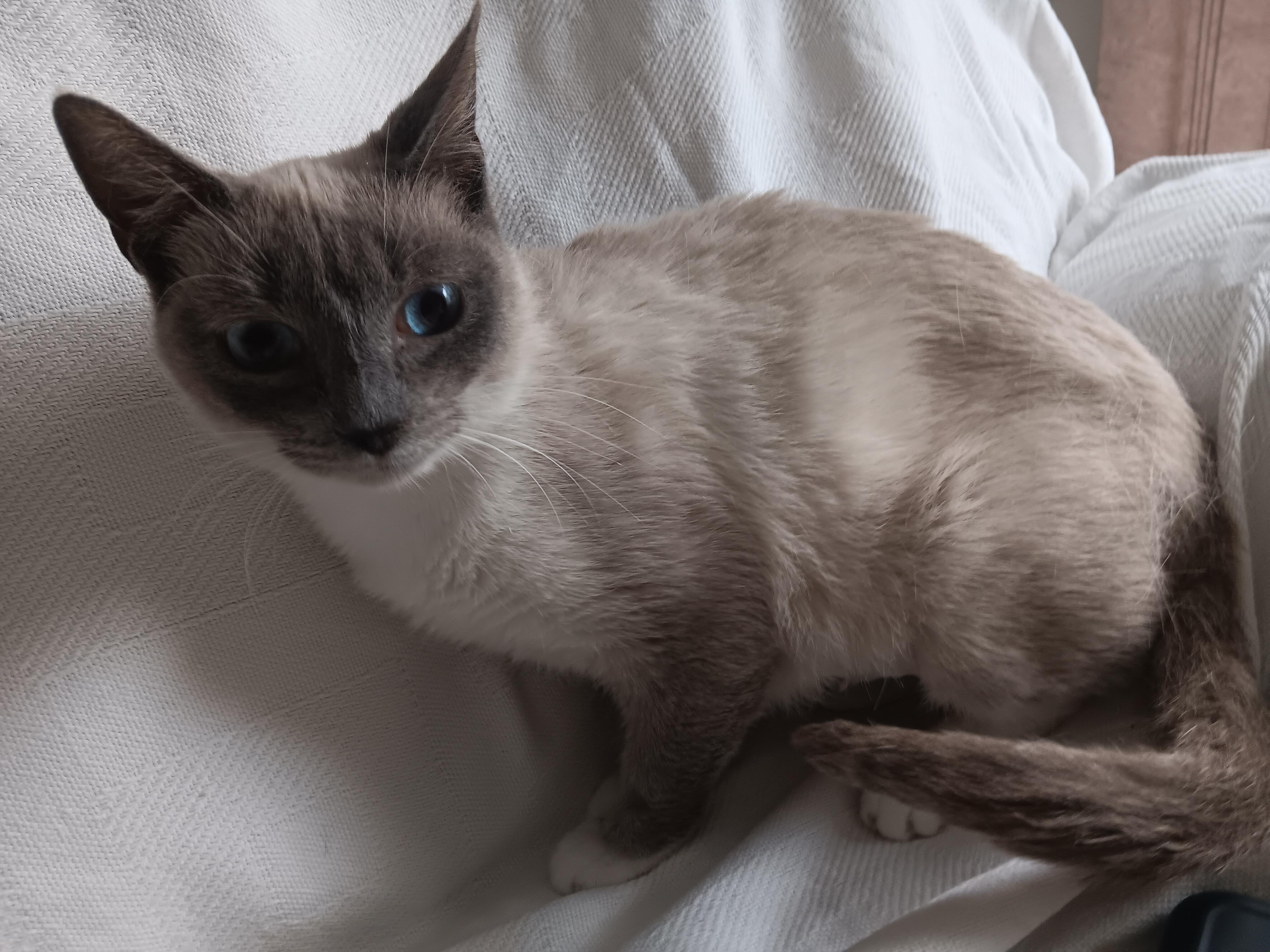 Enlarge Daisy, a Adoptable mixed breed in North East, MD image 2/5