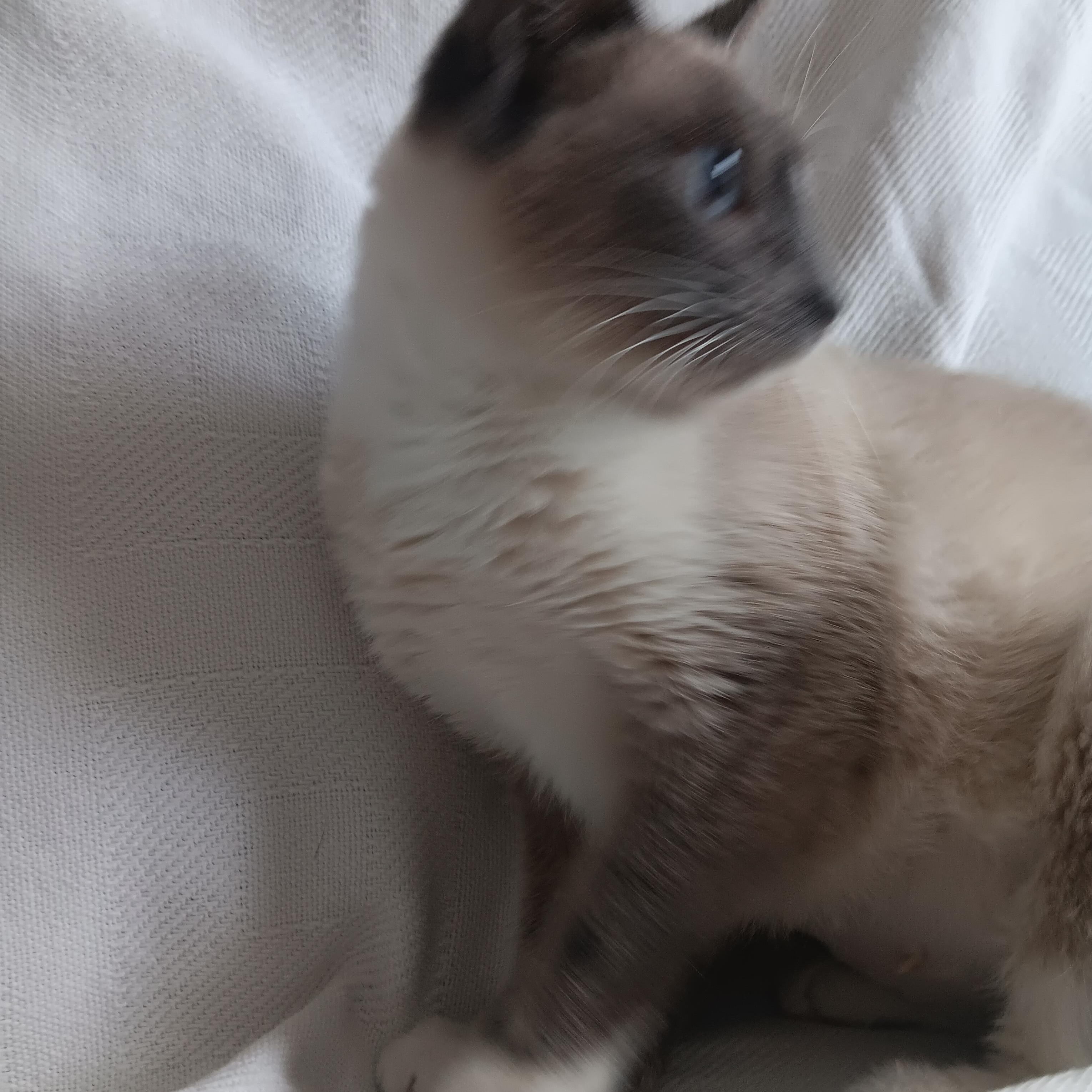 Enlarge Daisy, a Adoptable mixed breed in North East, MD image 5/5