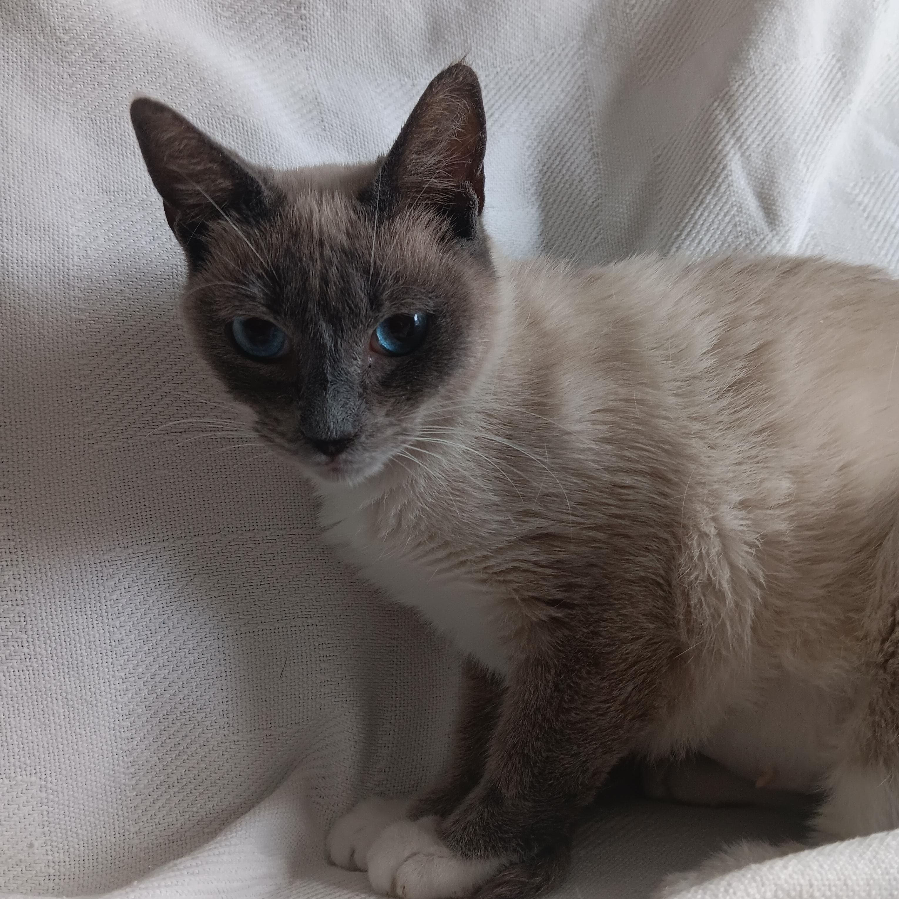 Enlarge Daisy, a Adoptable mixed breed in North East, MD image 3/5