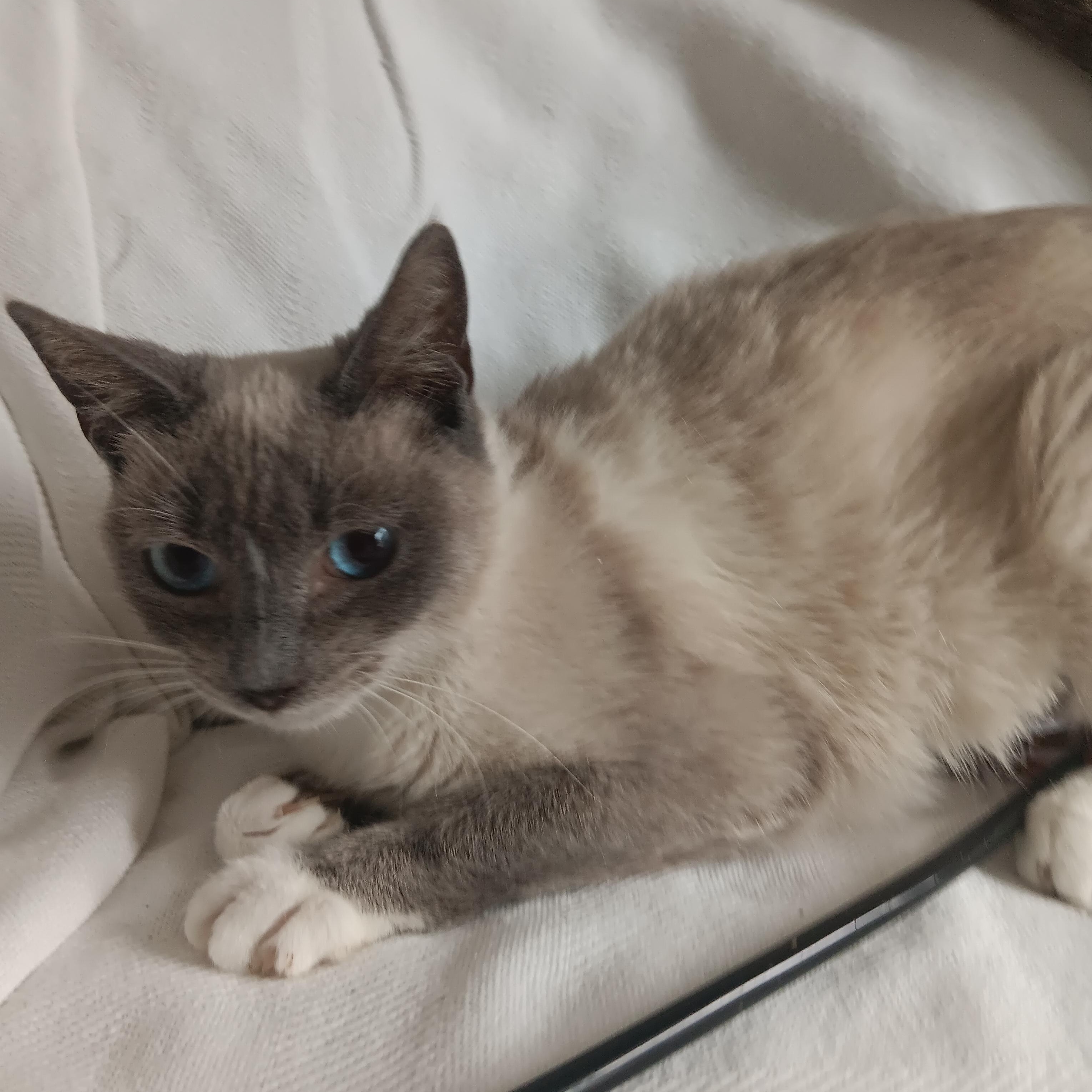 Daisy, Adoptable, Kitten Female Siamese.