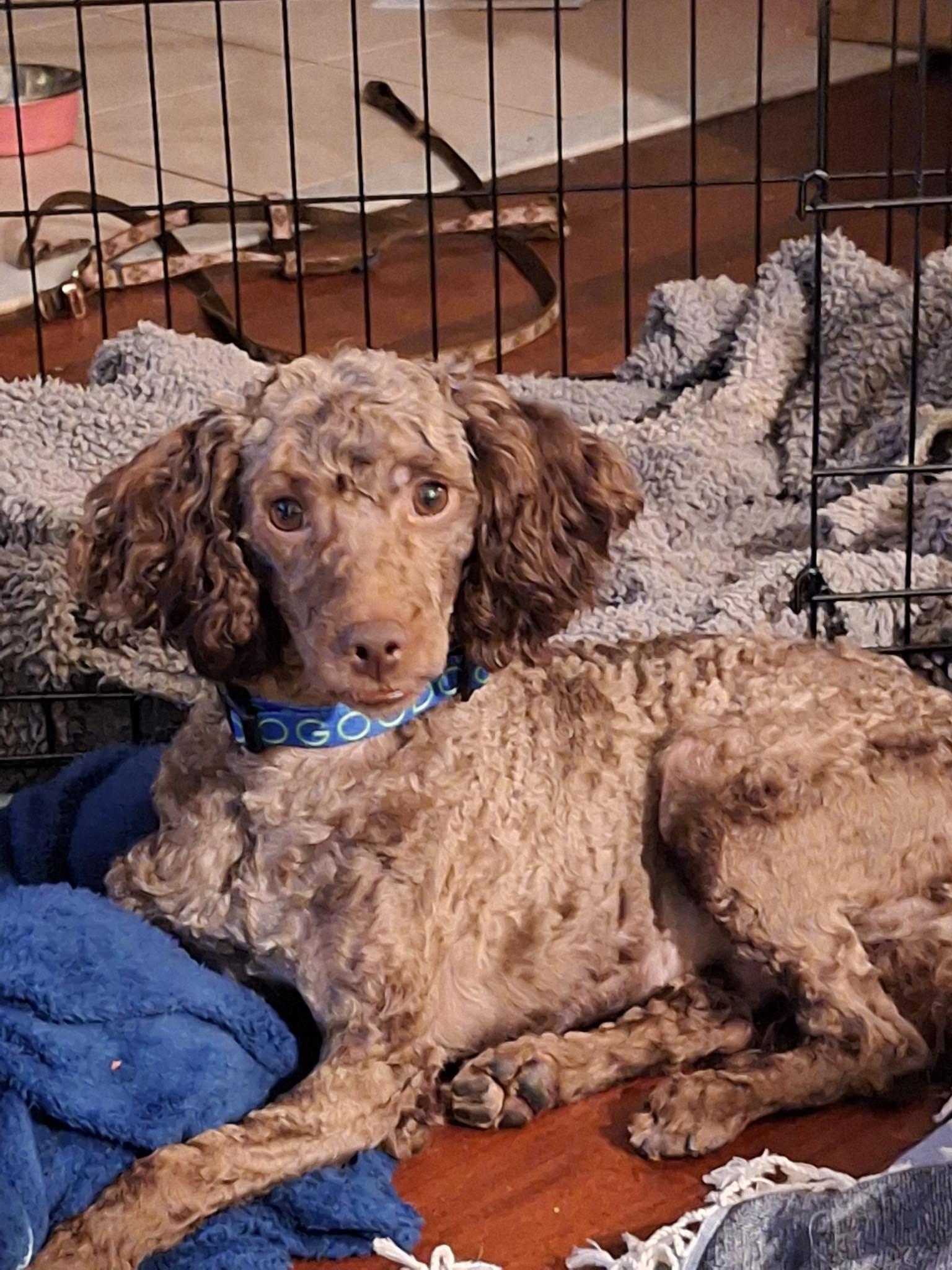 Biscuit , adopted, Young Male Miniature Poodle.