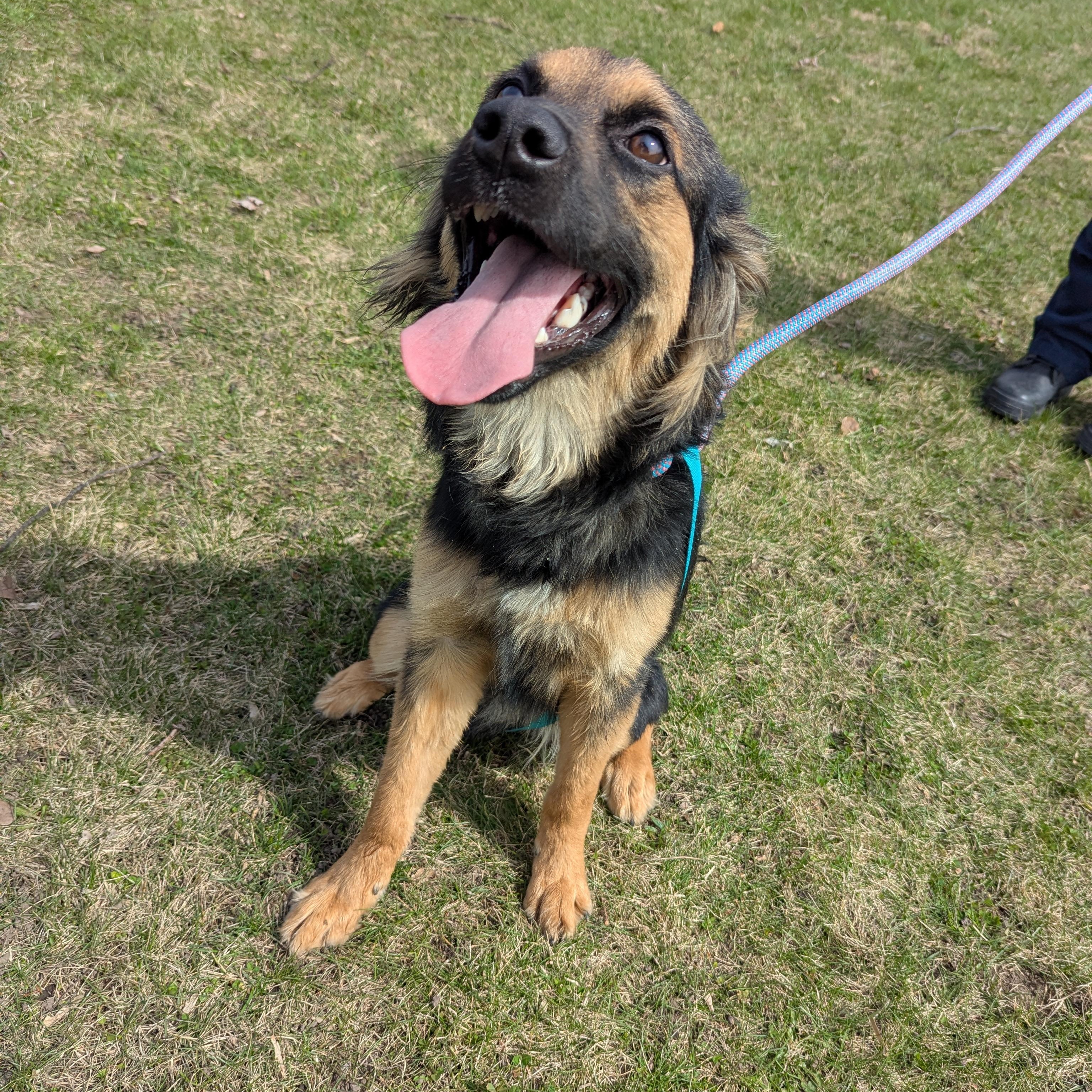 Enlarge Boomhauer, an adopted mixed breed in Valparaiso, IN image 3/3