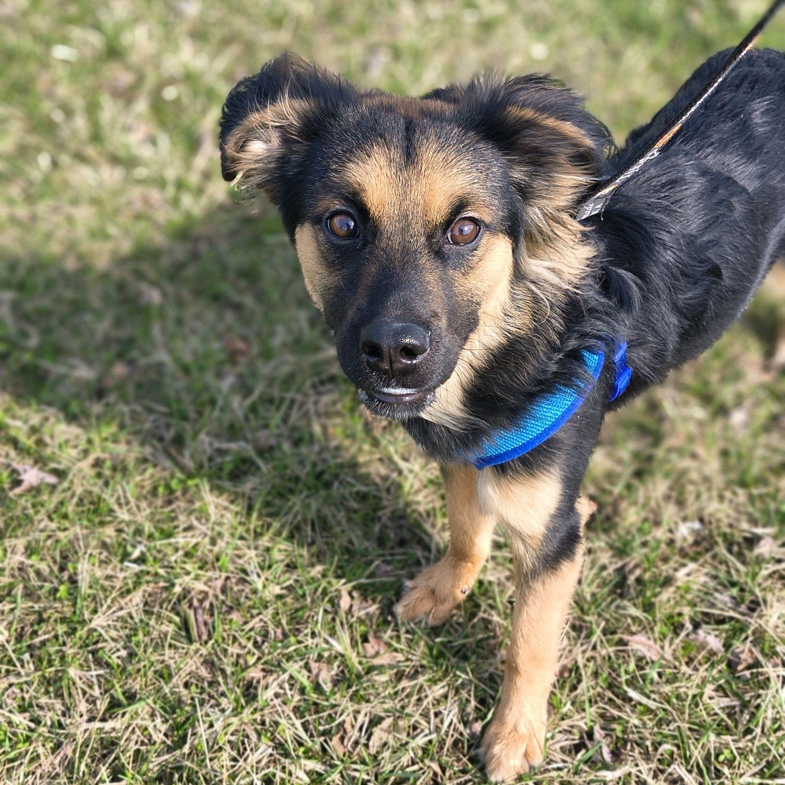 Enlarge Boomhauer, an adopted mixed breed in Valparaiso, IN image 2/3
