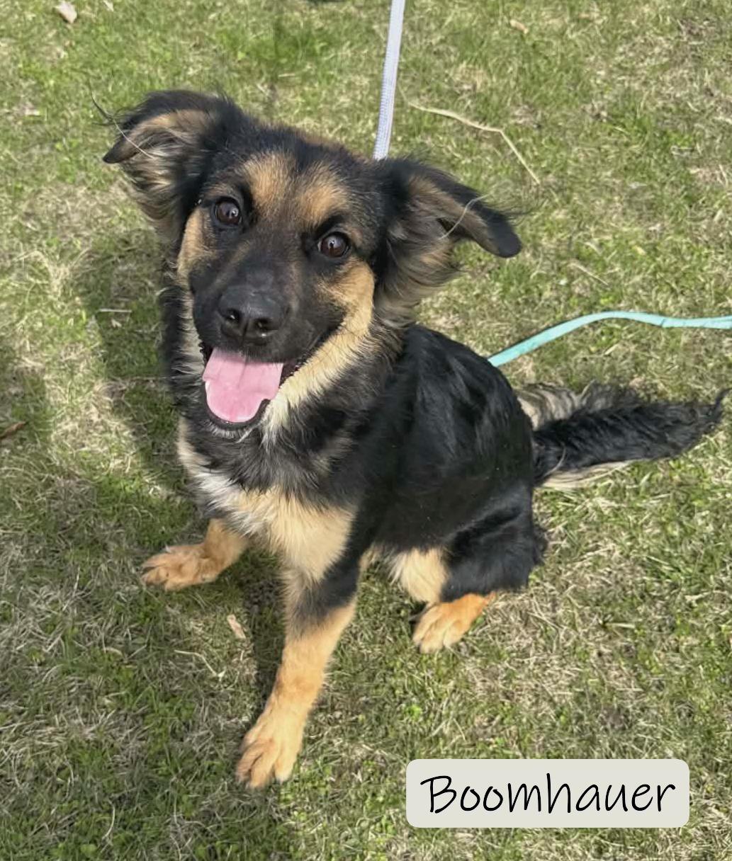 Boomhauer, adopted, Adult Male Chihuahua & Border Collie.