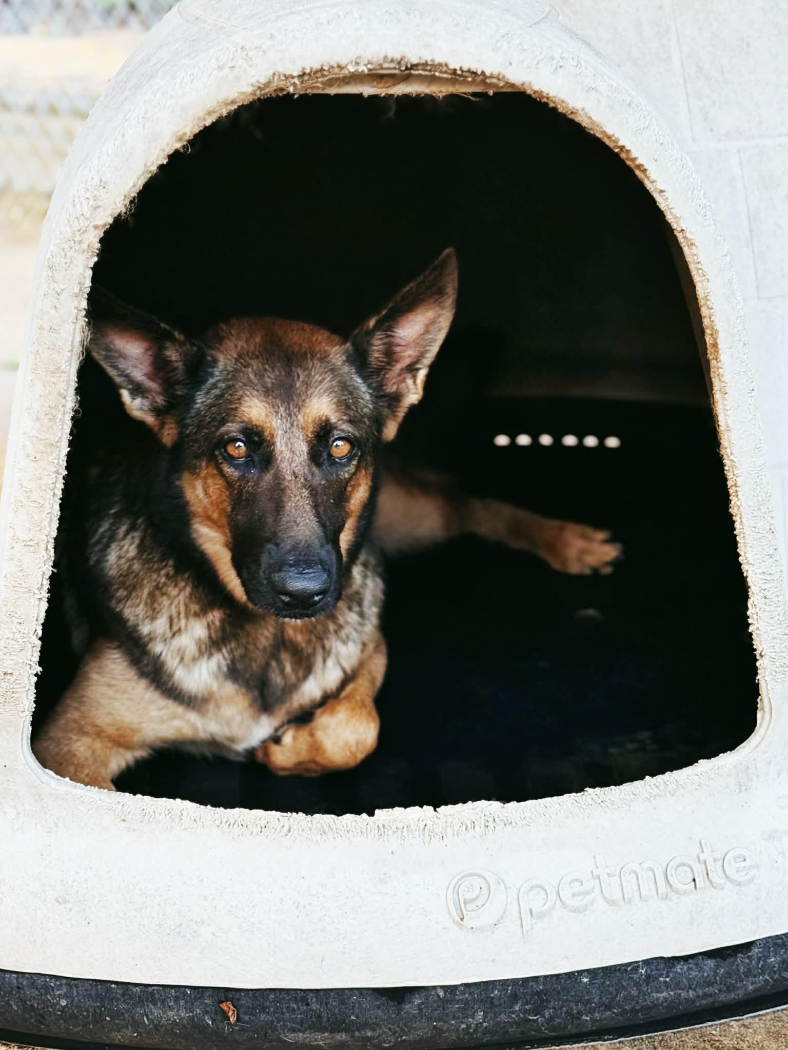 Lady, Adoptable, Young Female Belgian Shepherd / Malinois & German Shepherd Dog.