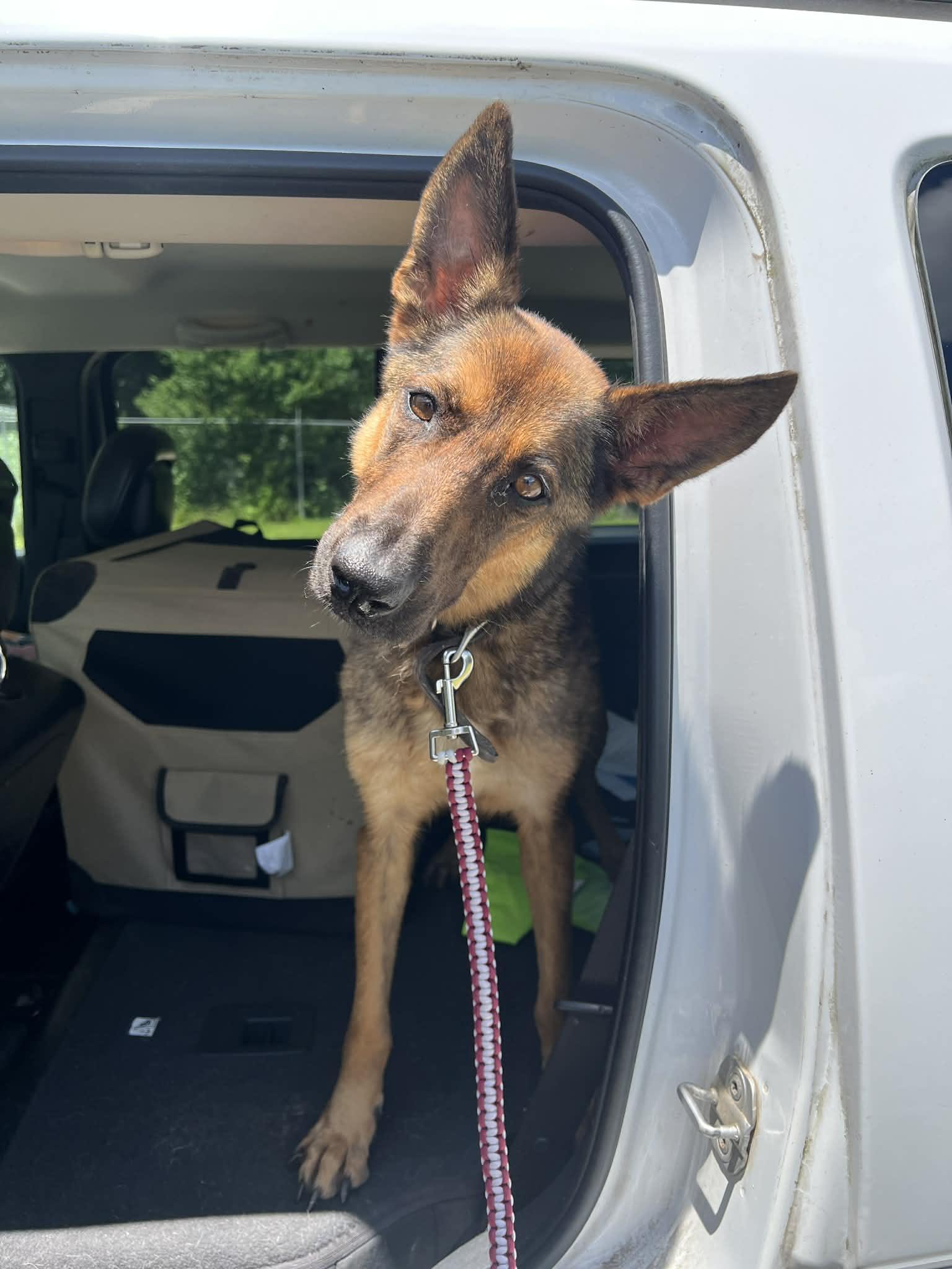 Enlarge Lady, a Adoptable mixed breed in Baton Rouge, LA image 2/2