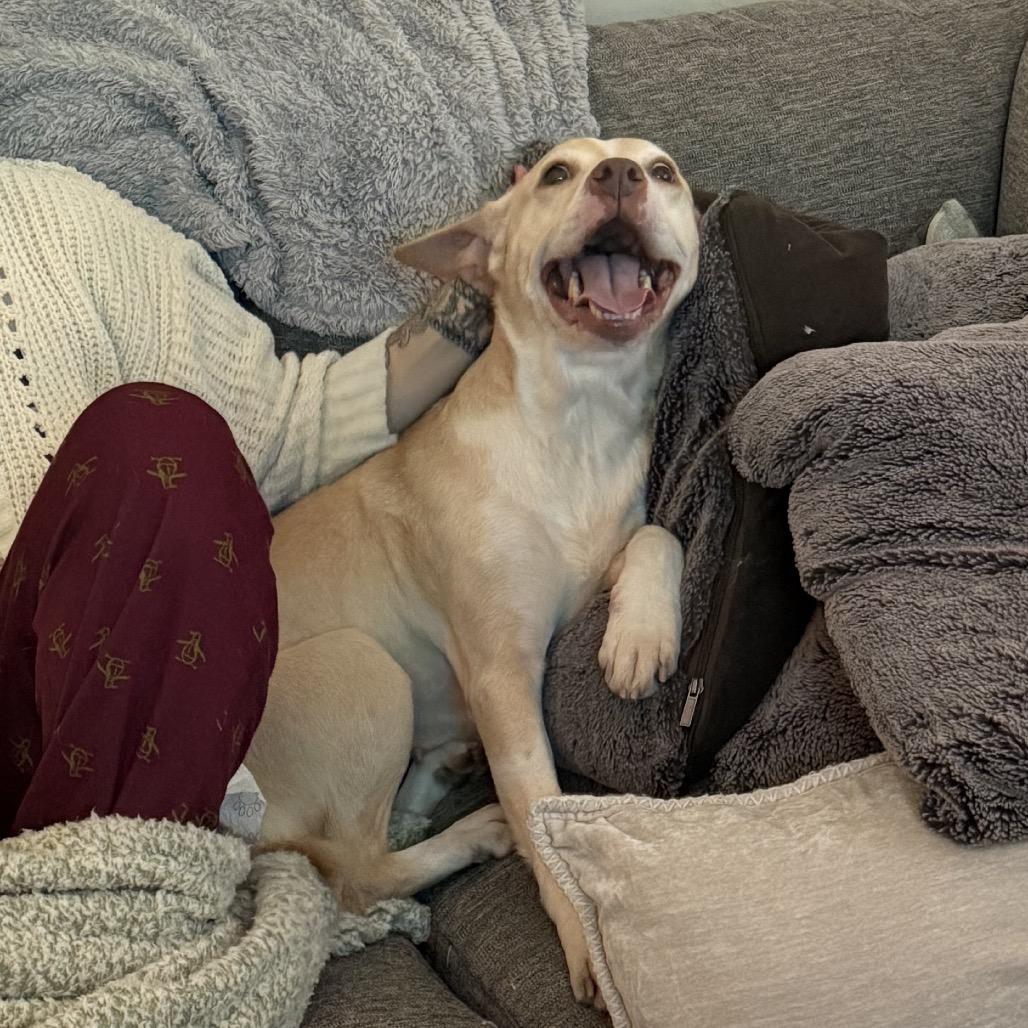 Callie, Adoptable, Adult Female Mixed Breed.