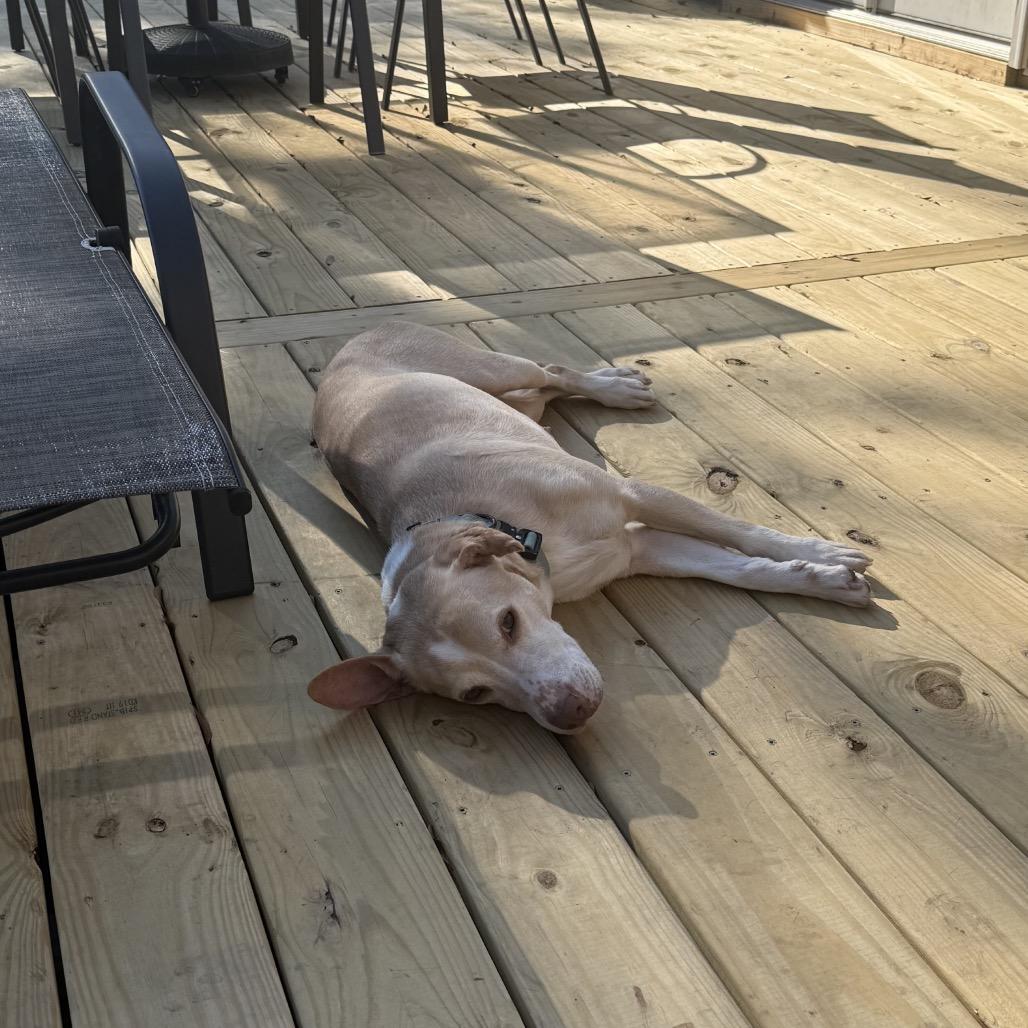 Enlarge Callie, a Adoptable Mixed Breed in Summerville, SC image 2/6