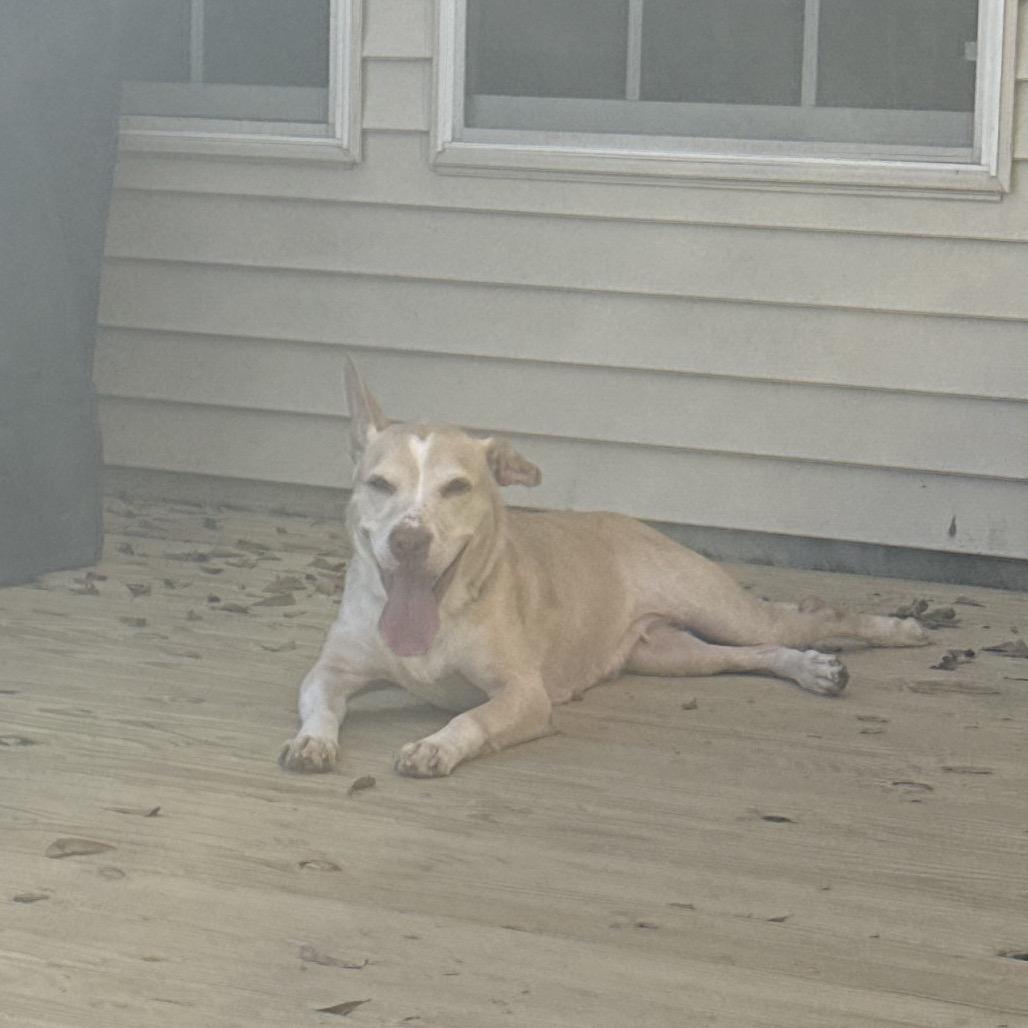 Enlarge Callie, a Adoptable Mixed Breed in Summerville, SC image 3/6