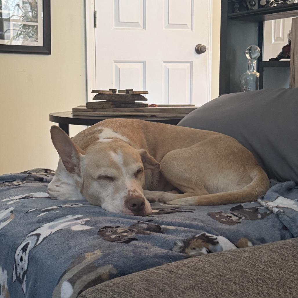 Enlarge Callie, a Adoptable Mixed Breed in Summerville, SC image 4/6