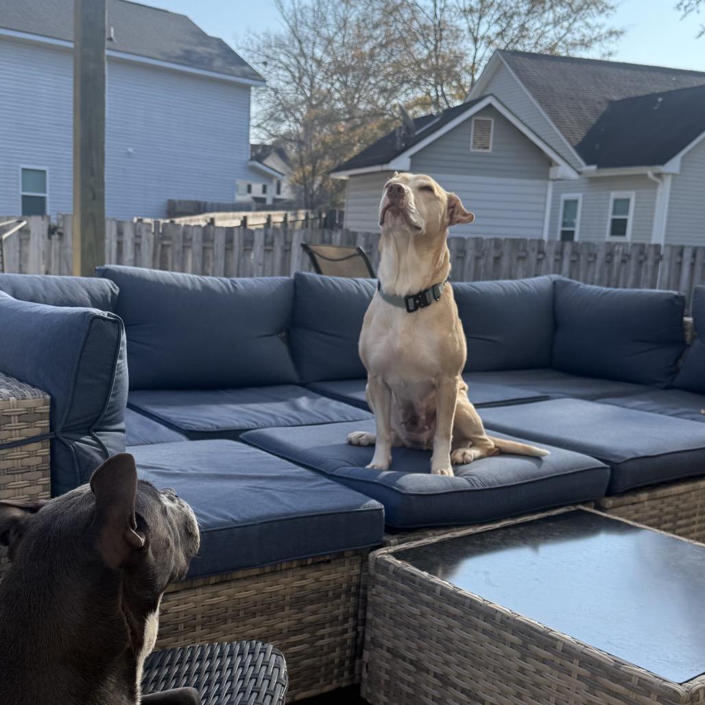 Enlarge Callie, a Adoptable Mixed Breed in Summerville, SC image 5/6