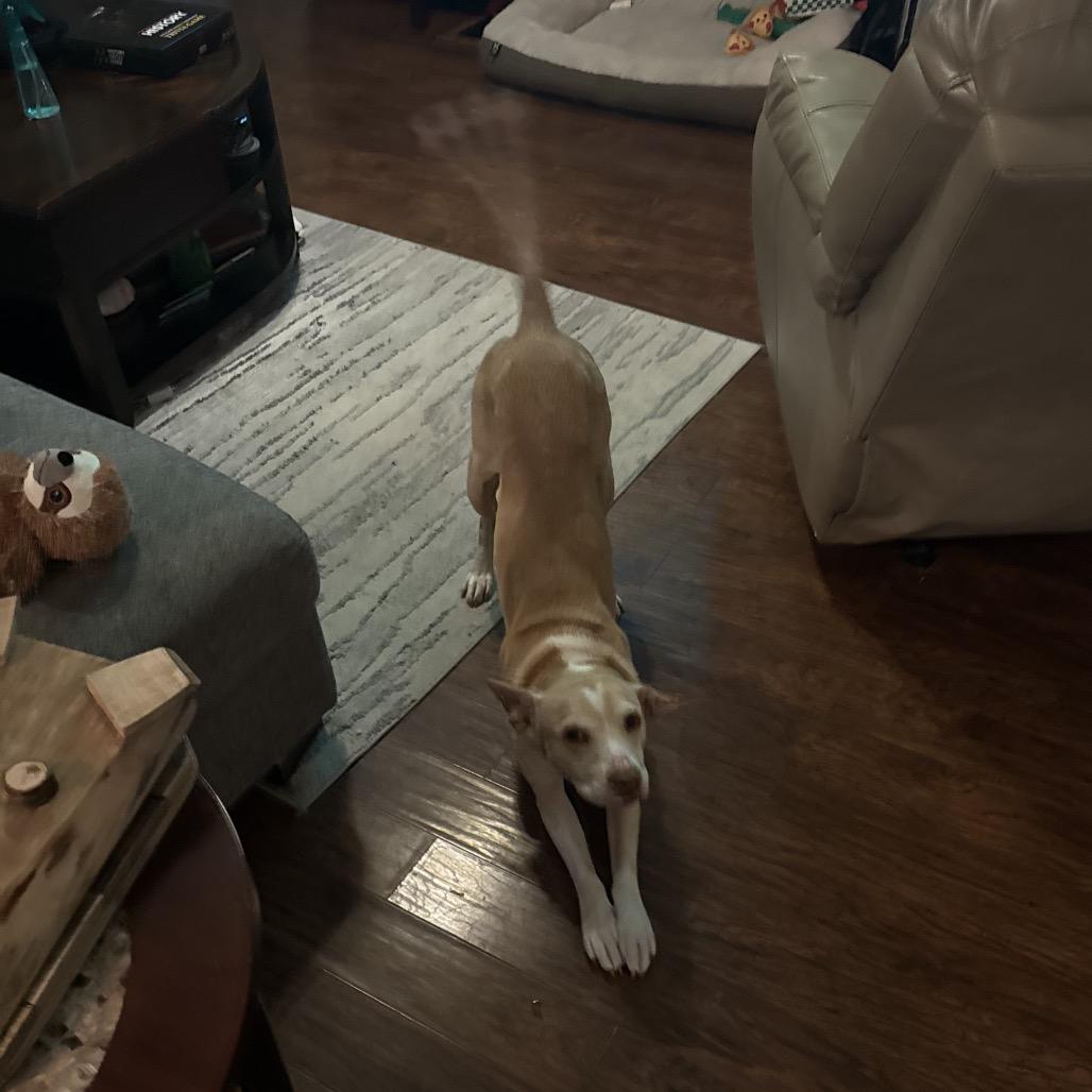 Enlarge Callie, a Adoptable Mixed Breed in Summerville, SC image 6/6