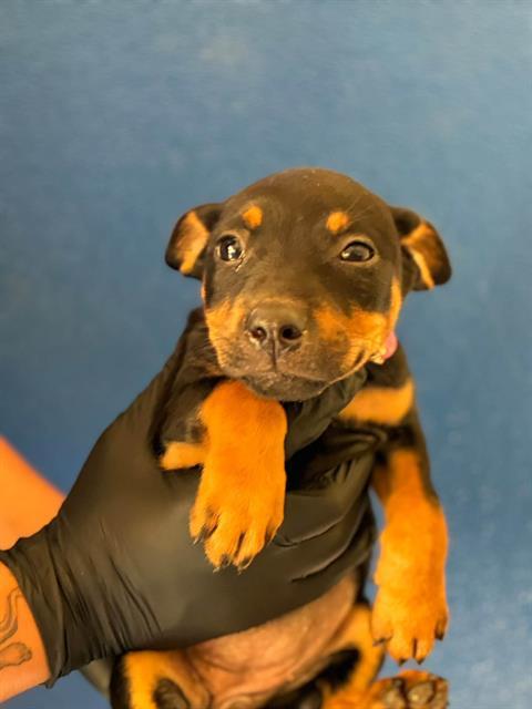 Enlarge A256522, a Adoptable mixed breed in Visalia, CA image 1/1