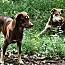 Enlarge Memphis, a Adoptable mixed breed in Rainbow City, AL image 2/4
