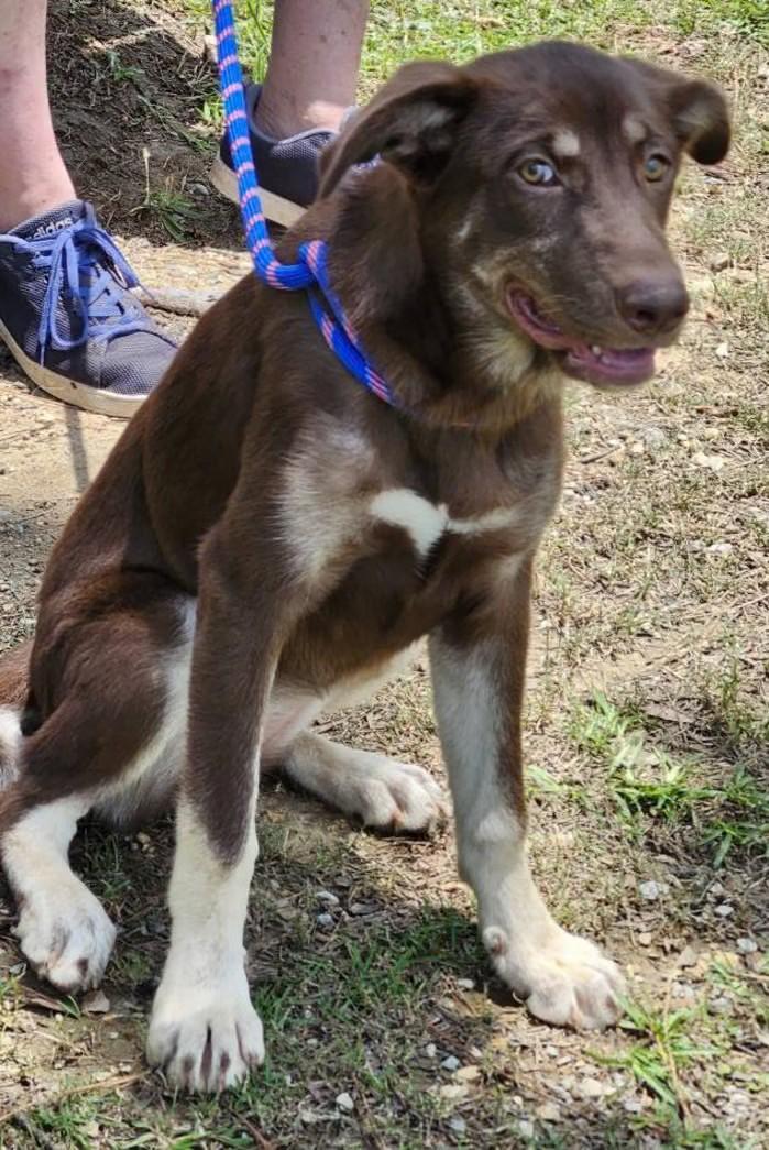 Enlarge Memphis, a Adoptable mixed breed in Rainbow City, AL image 4/4
