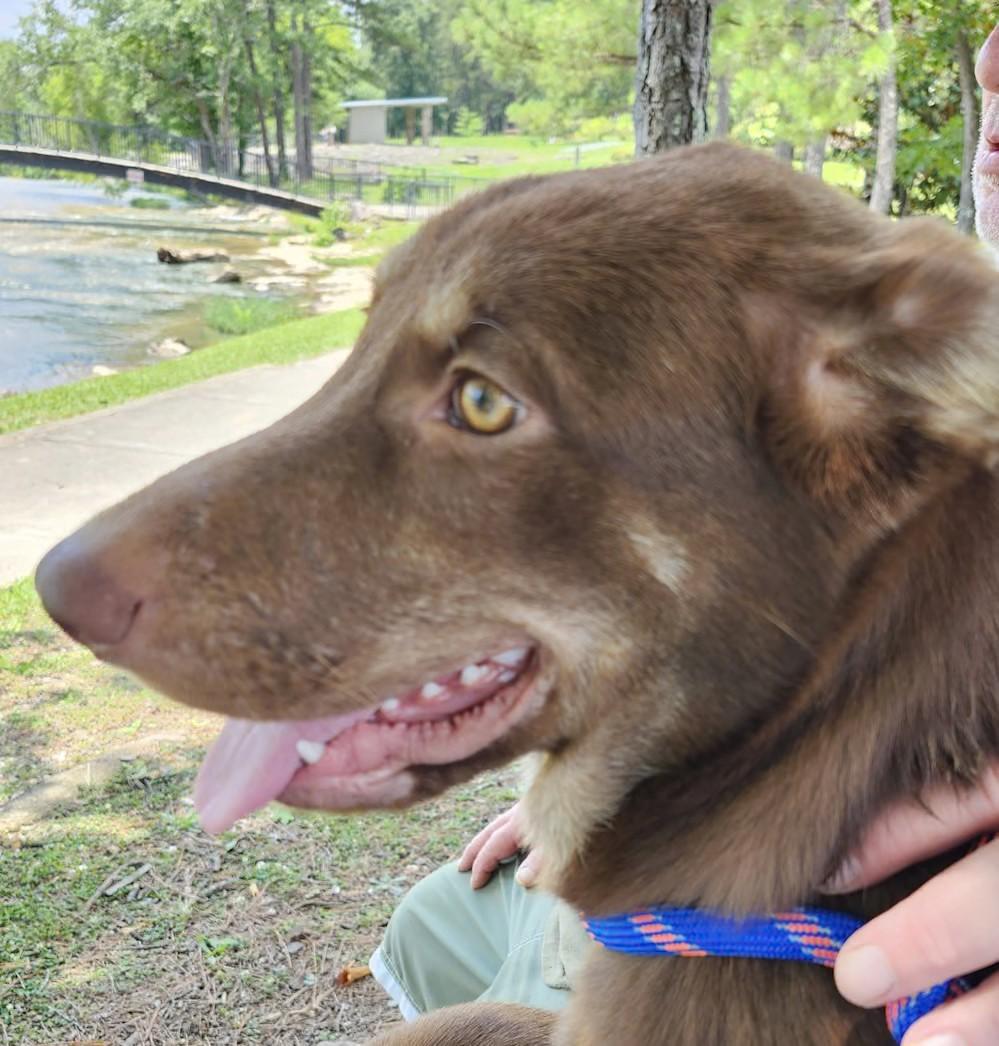 Memphis, Adoptable, Young Female Siberian Husky & German Shepherd Dog.