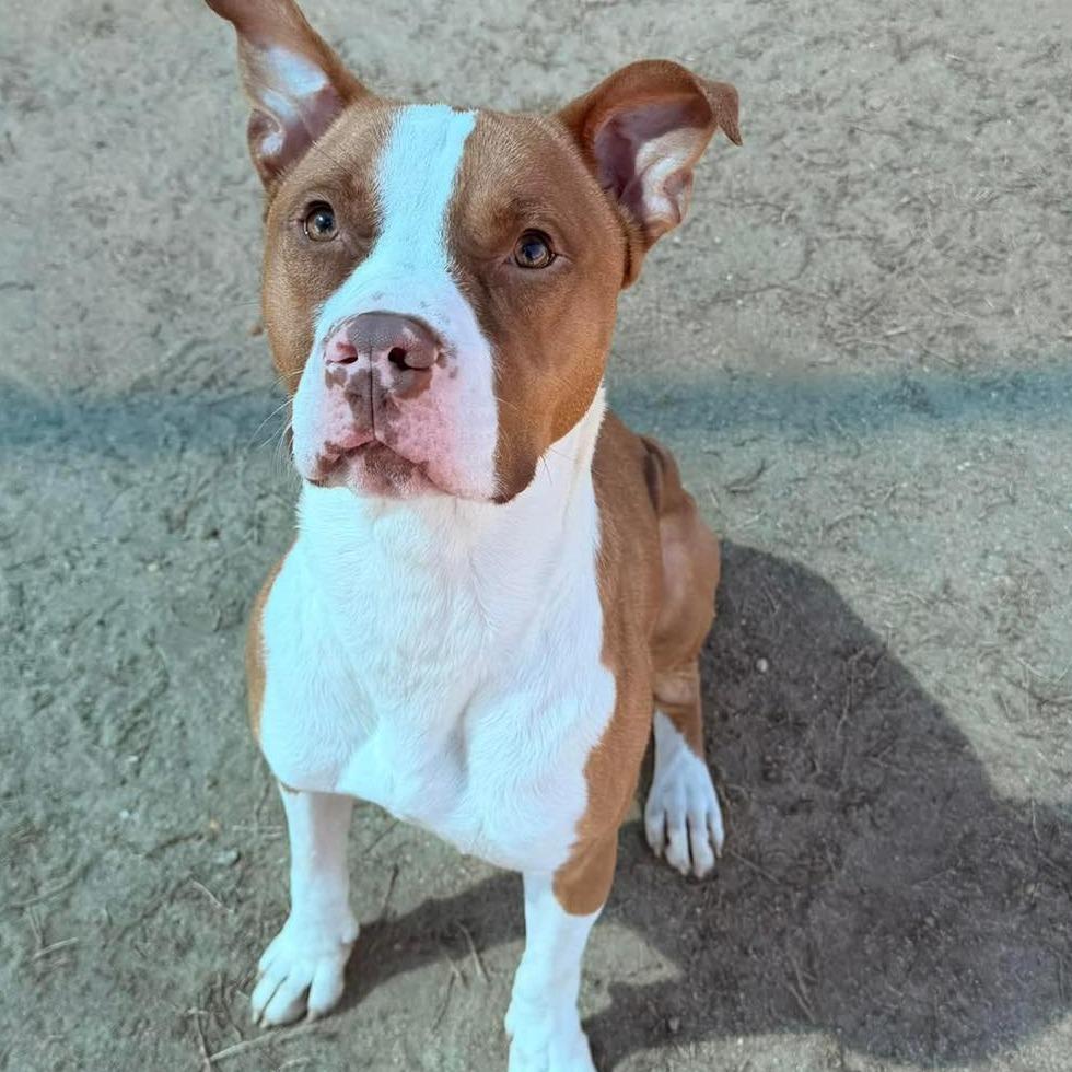 MAX Available NOW - ADOPTION or RESCUE!, a Adoptable Mixed Breed in Nashville, NC image 1/4