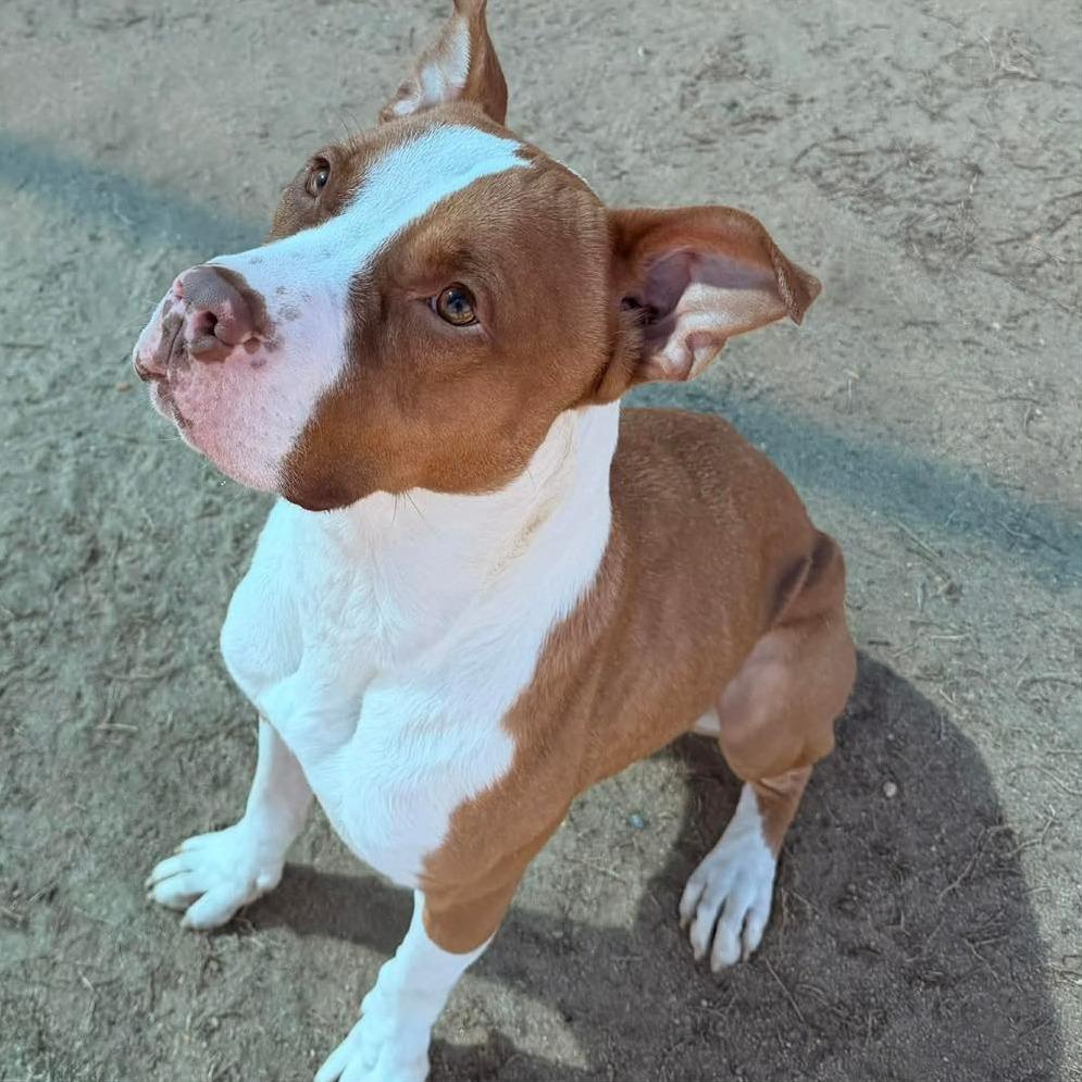 MAX Available NOW - ADOPTION or RESCUE!, a Adoptable Mixed Breed in Nashville, NC image 2/4