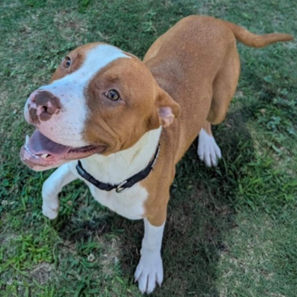 MAX Available NOW - ADOPTION or RESCUE!, a Adoptable Mixed Breed in Nashville, NC image 3/4