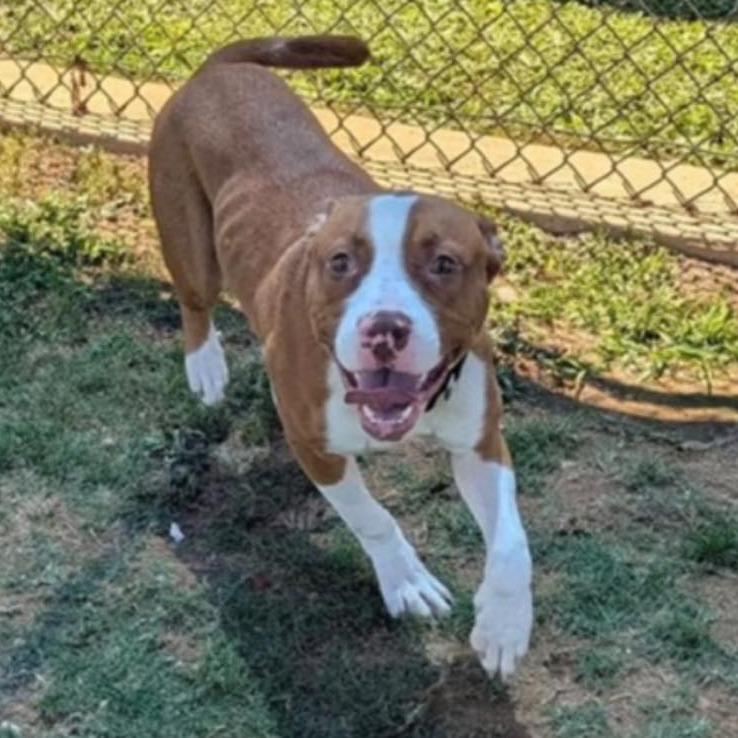 MAX Available NOW - ADOPTION or RESCUE!, a Adoptable Mixed Breed in Nashville, NC image 4/4