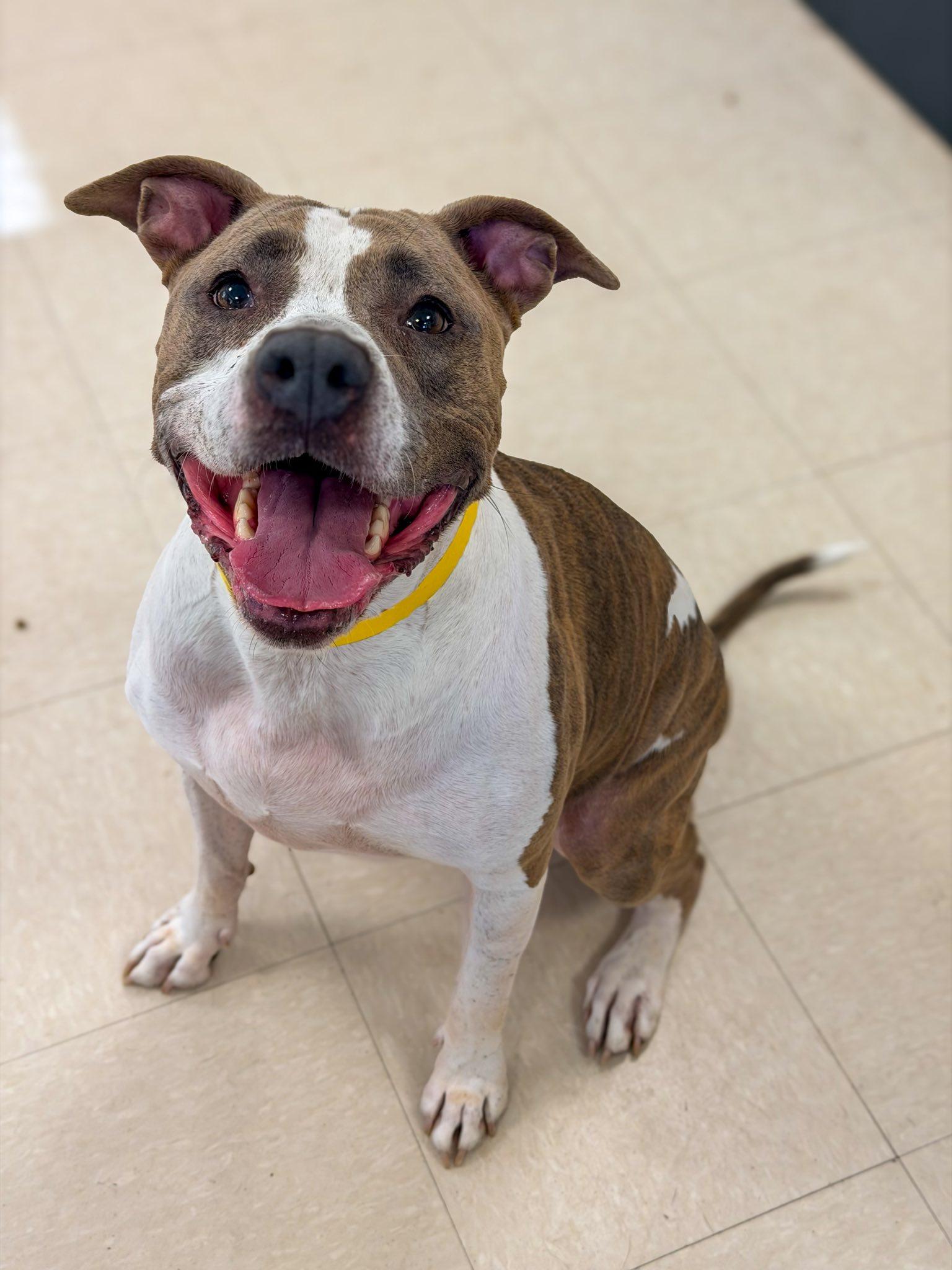 Gersey , ADOPTABLE, Senior Female Pit Bull Terrier.