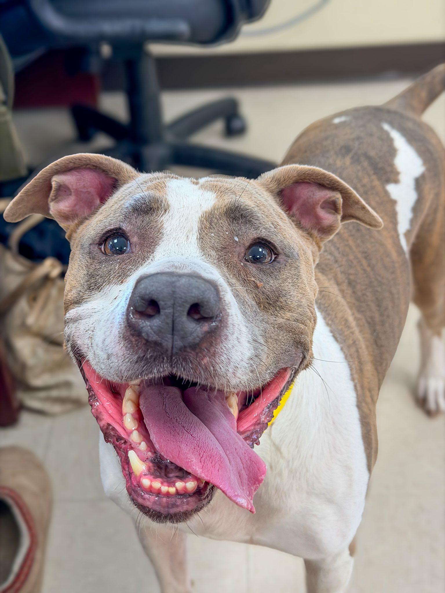 Enlarge Gersey , a ADOPTABLE Pit Bull Terrier in Clayton, NJ image 2/2