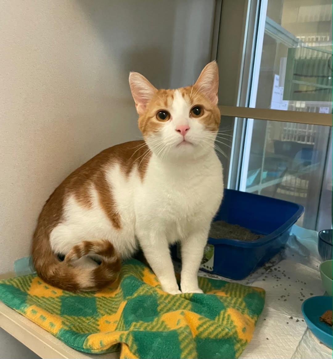 Enlarge Newt, an adopted Domestic Short Hair in Mansfield, OH image 1/1