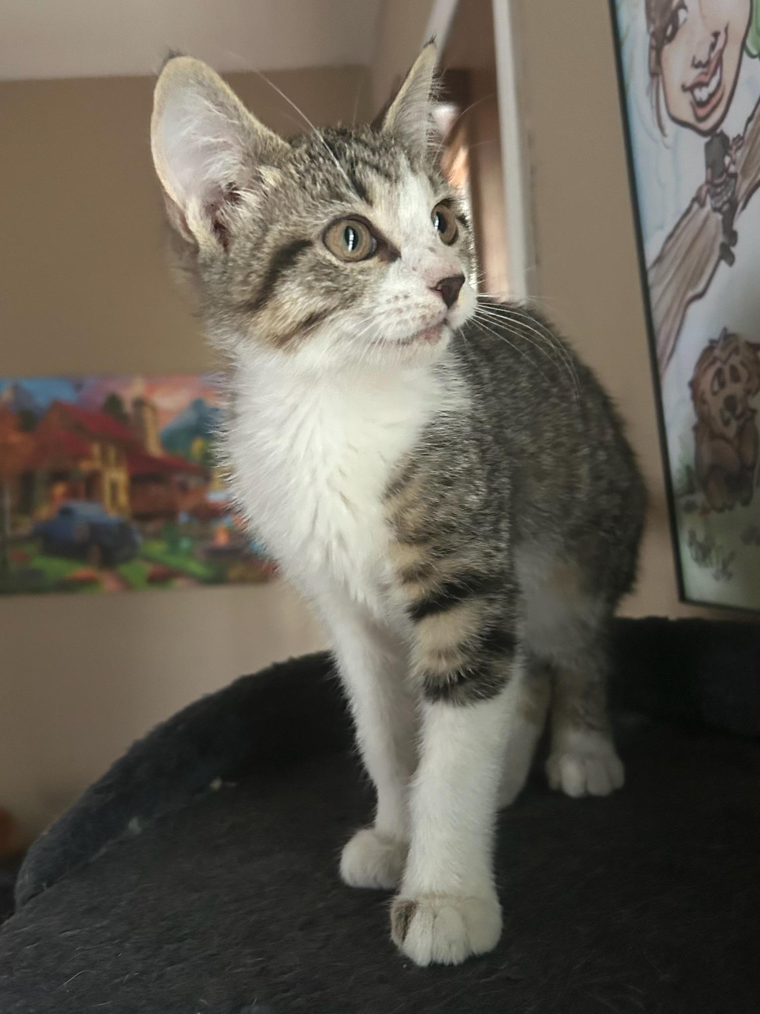 Enlarge Loretta, a Adoptable Domestic Medium Hair in Johnston , RI image 3/6