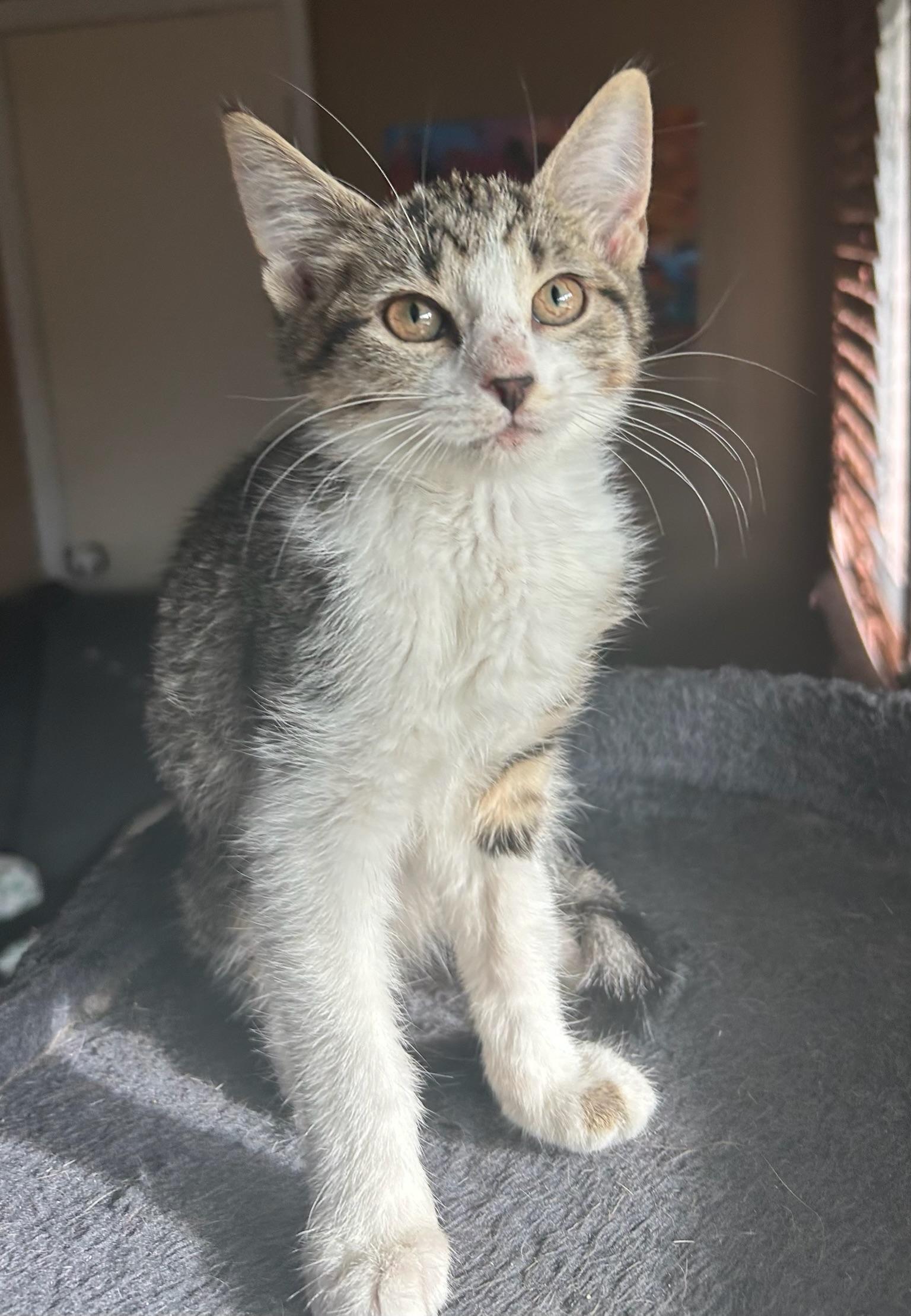 Enlarge Loretta, a Adoptable Domestic Medium Hair in Johnston , RI image 4/6