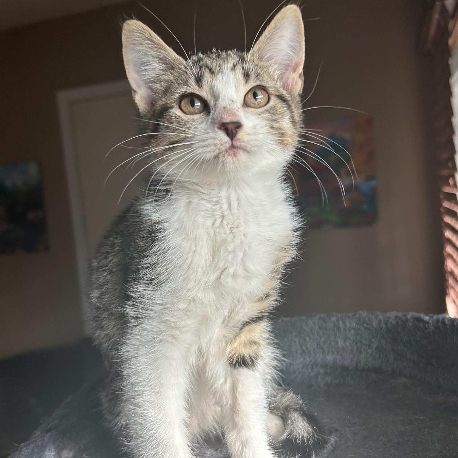 Enlarge Loretta, a Adoptable Domestic Medium Hair in Johnston , RI image 1/6