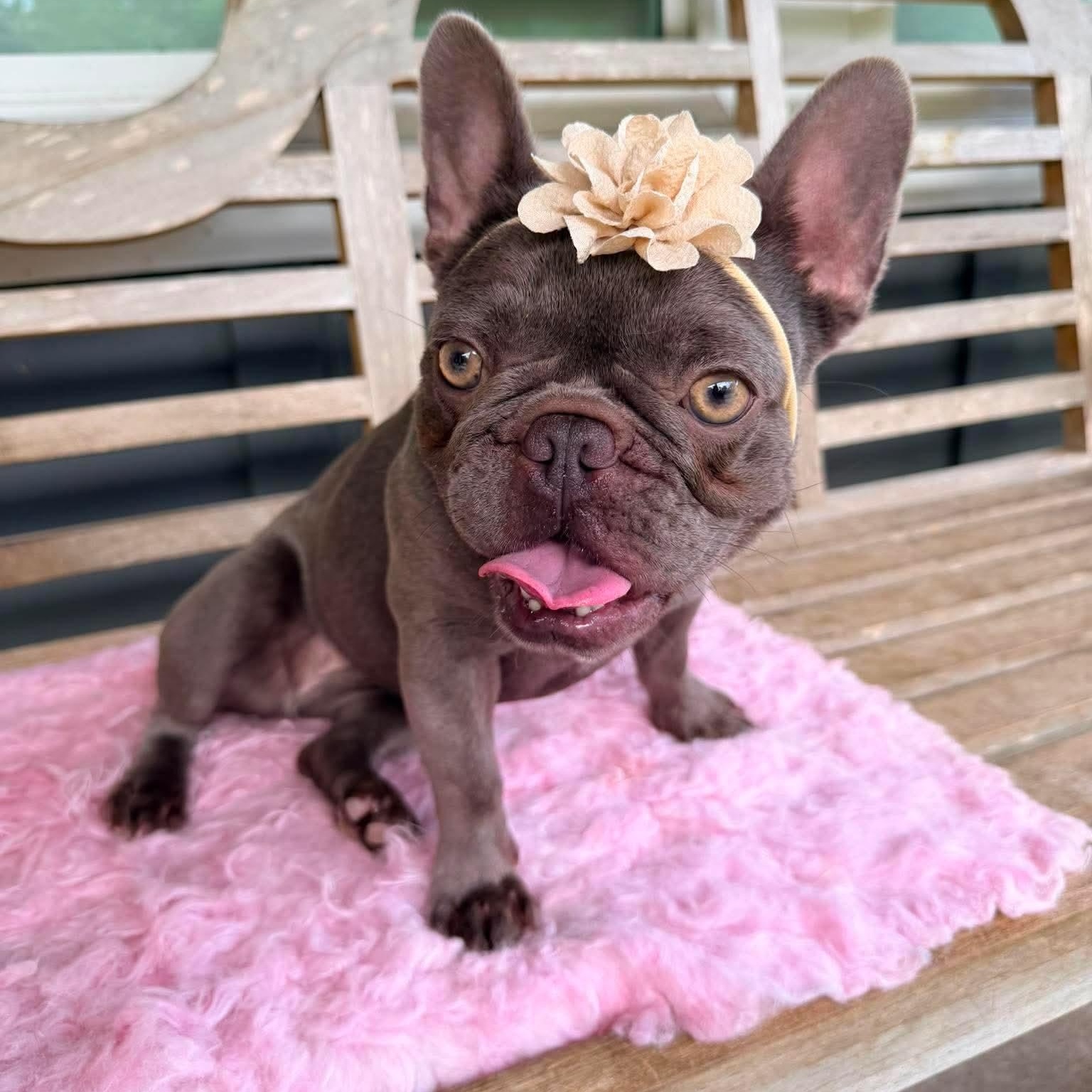 Smudge, Adoptable, Young Female French Bulldog.