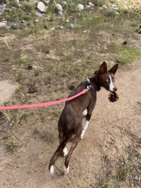 Enlarge Meg, a Adoptable Border Collie in durango, CO image 2/6