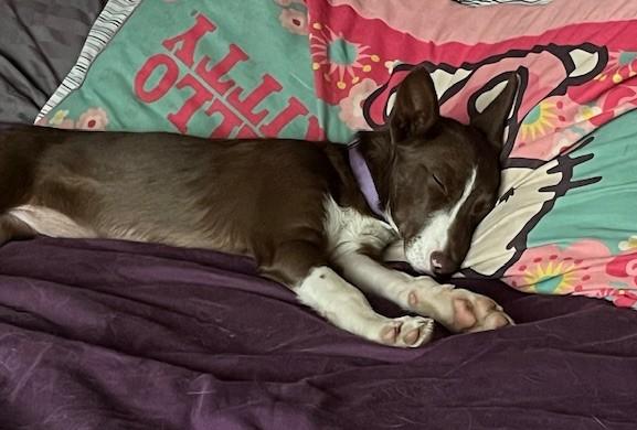 Enlarge Meg, a Adoptable Border Collie in durango, CO image 5/6