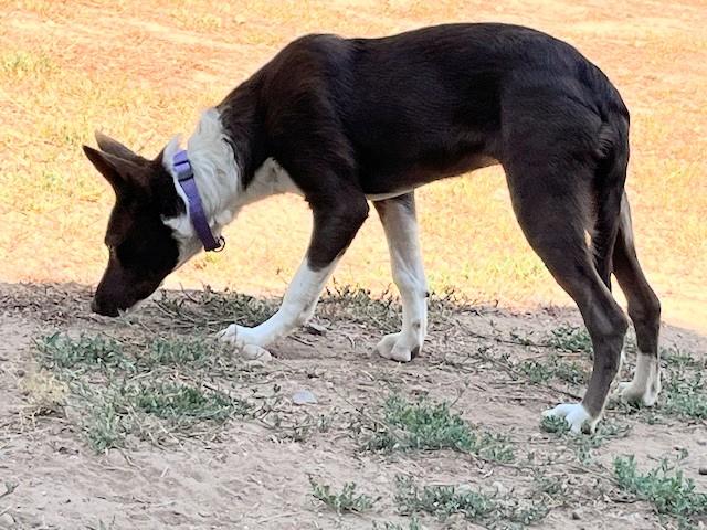 Enlarge Meg, a Adoptable Border Collie in durango, CO image 4/6