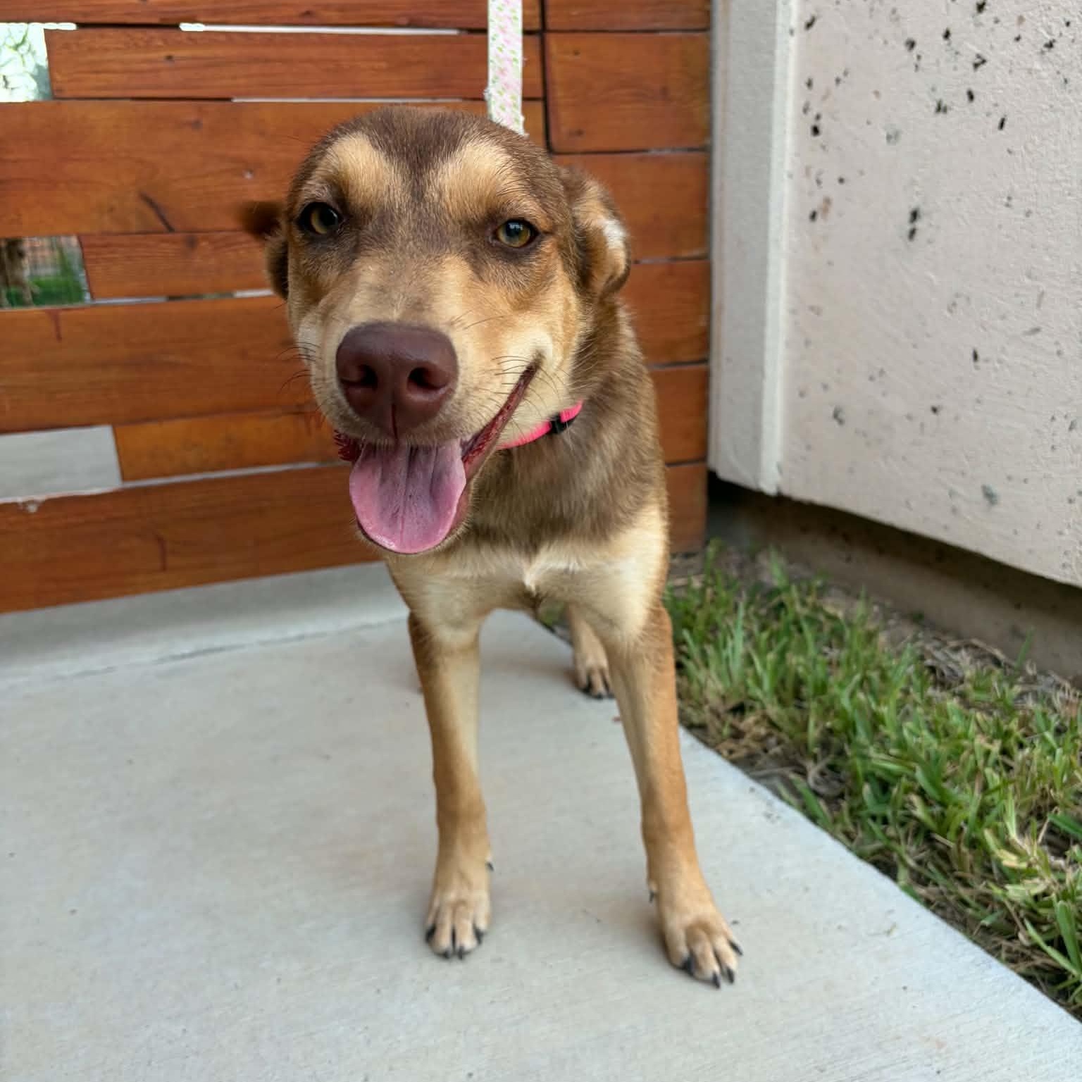 Enlarge Paisley, a Adoptable mixed breed in Philadelphia, PA image 3/5