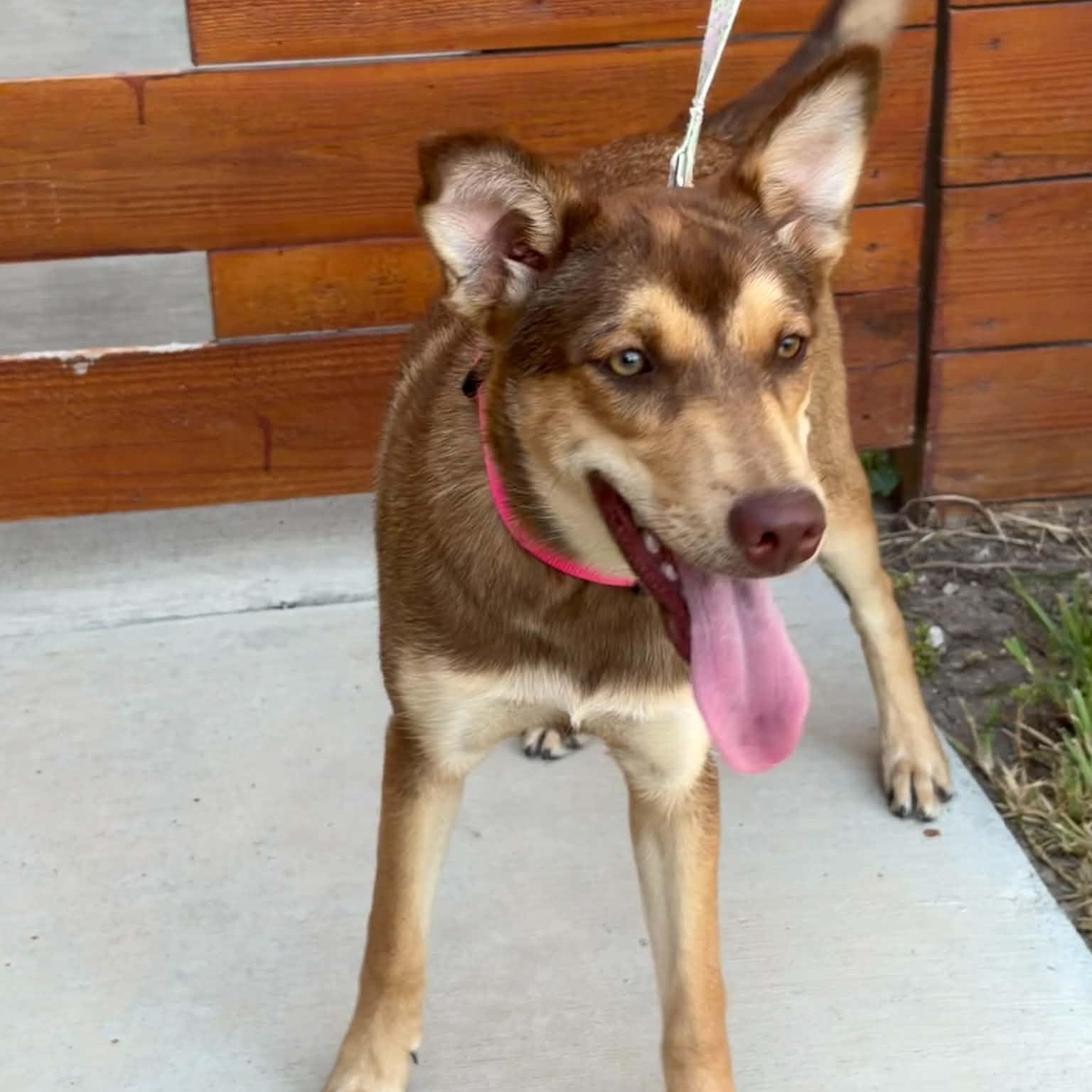 Enlarge Paisley, a Adoptable mixed breed in Philadelphia, PA image 2/5
