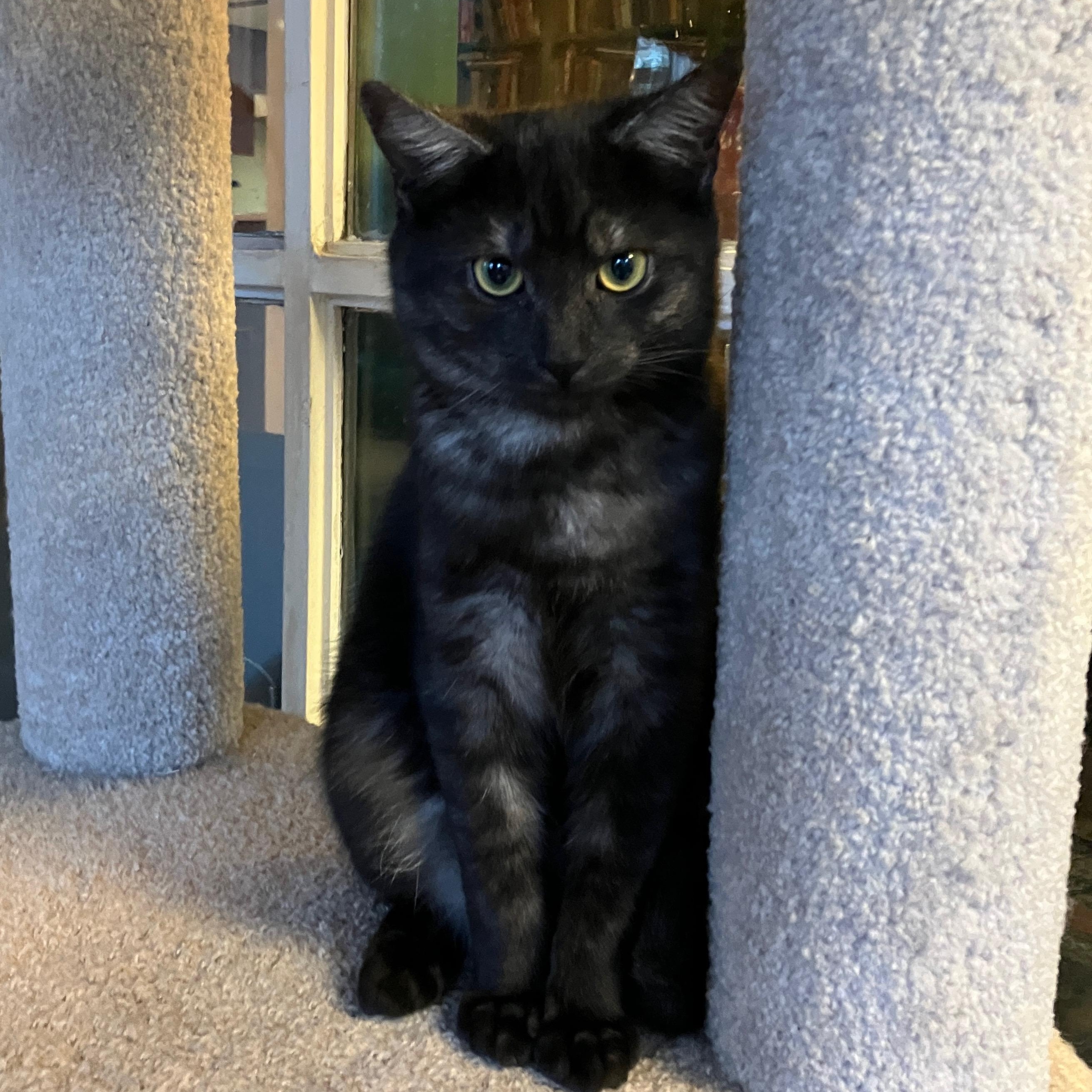 Calcifer (Howl kittens), Adoptable, Kitten Male Domestic Short Hair.