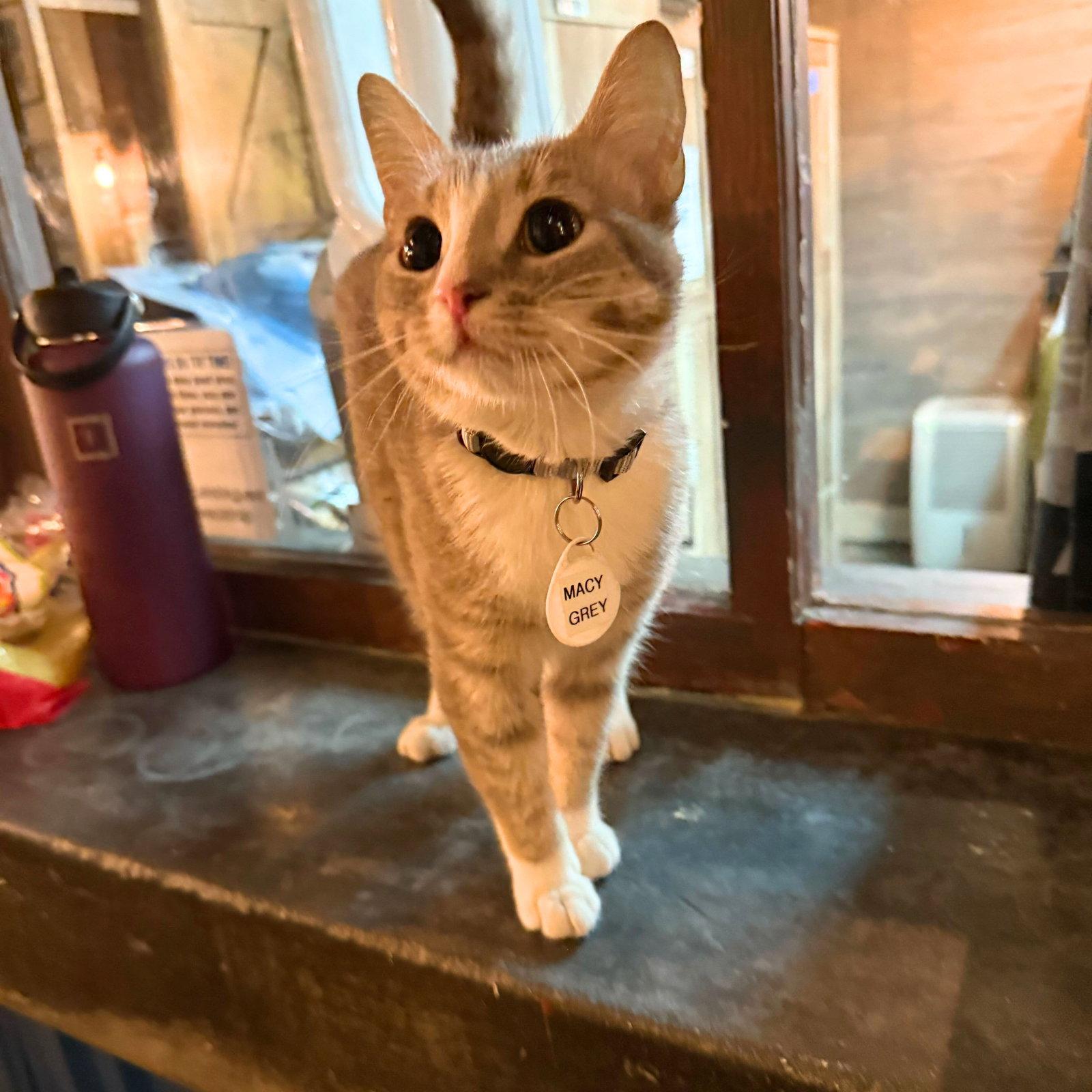 Macy Grey, a Adopted Domestic Short Hair in Brooklyn, NY image 1/3