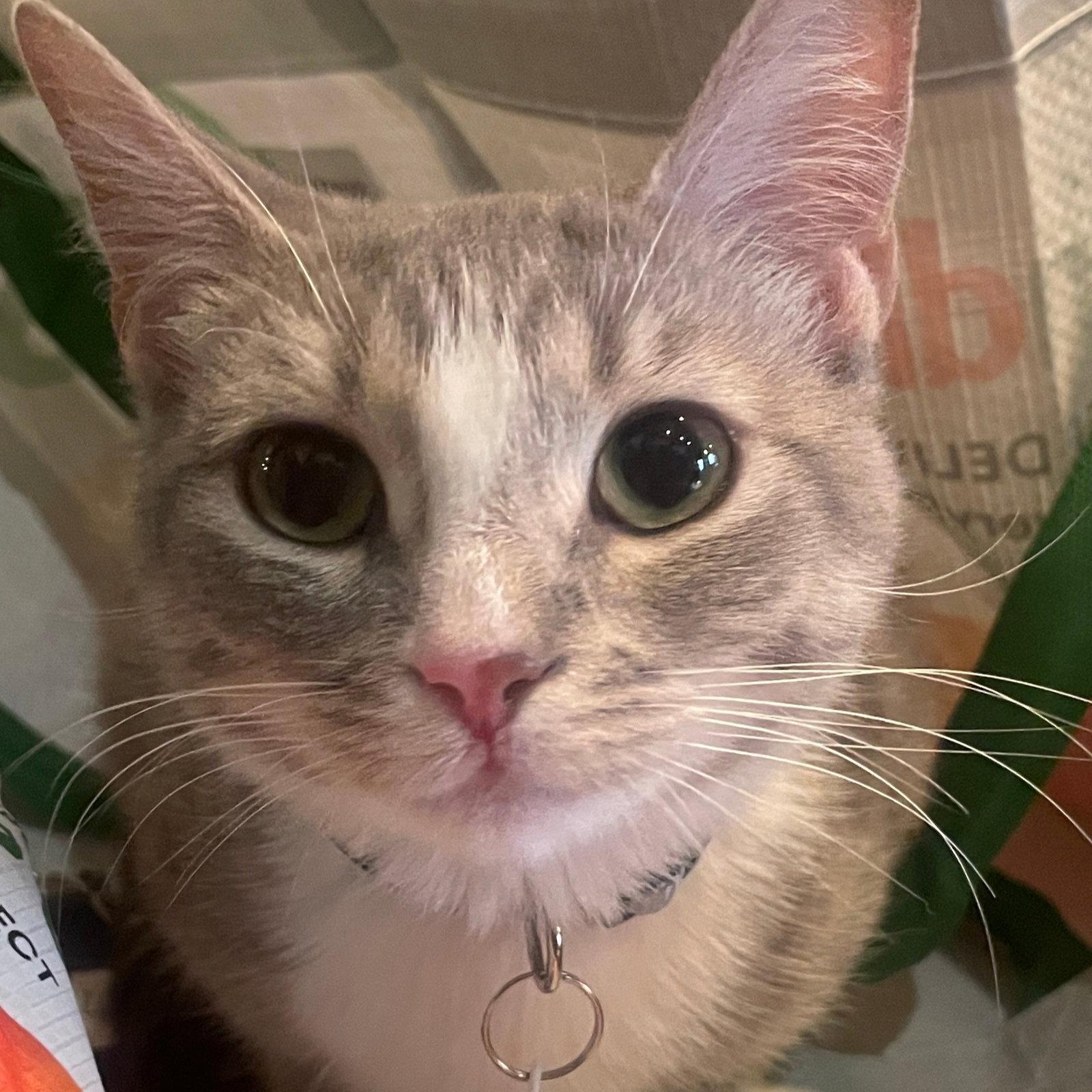 Macy Grey, a Adopted Domestic Short Hair in Brooklyn, NY image 2/3