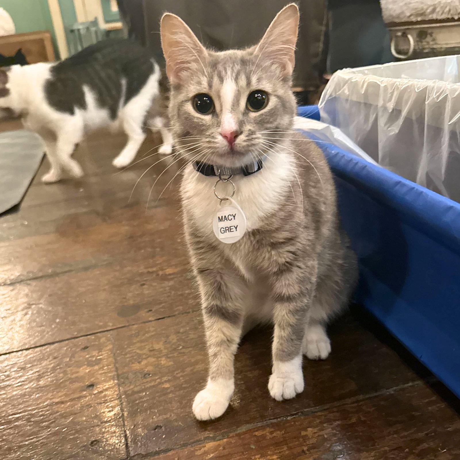 Macy Grey, a Adopted Domestic Short Hair in Brooklyn, NY image 3/3