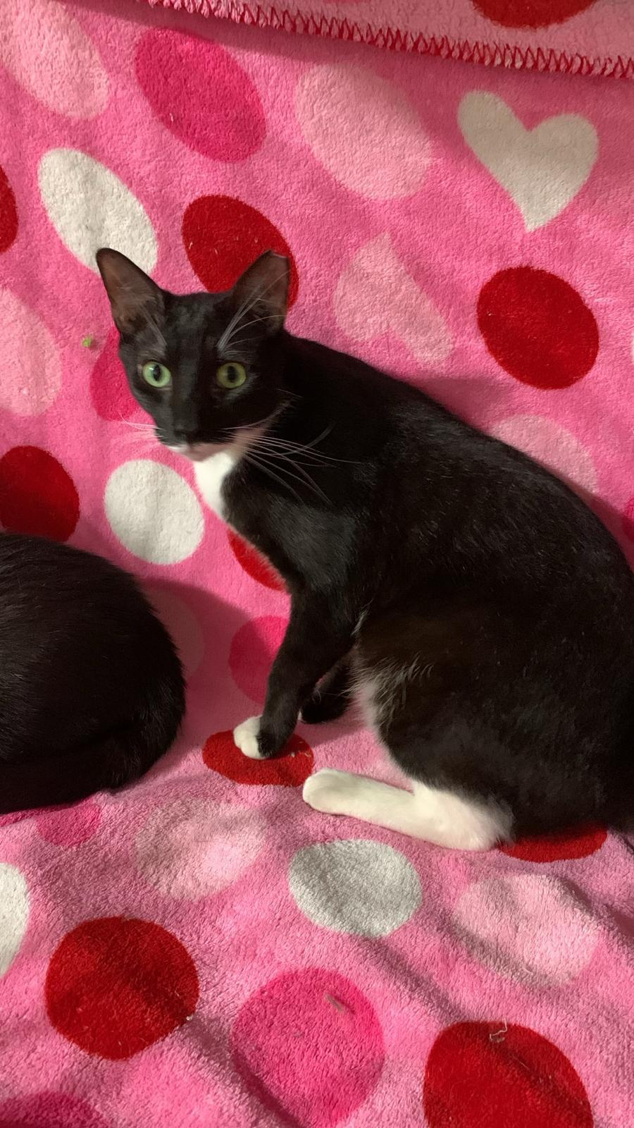 DUDU, a Adoptable Domestic Short Hair in Parkland, FL image 2/3