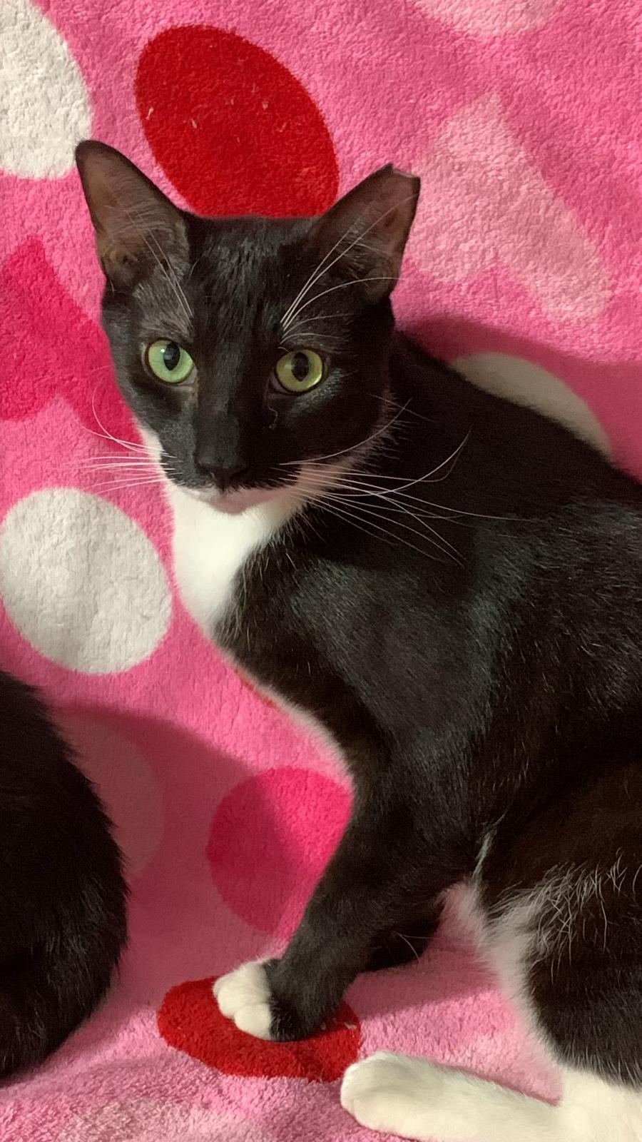 DUDU, Adoptable, Young Male Domestic Short Hair.