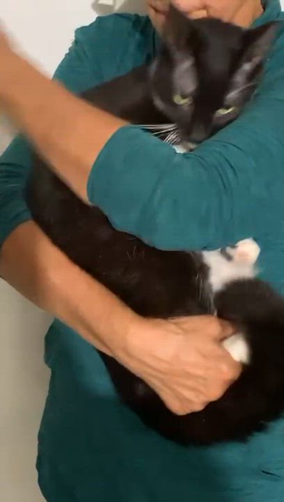 Enlarge DUDU, a Adoptable Domestic Short Hair in Parkland, FL video 3/3